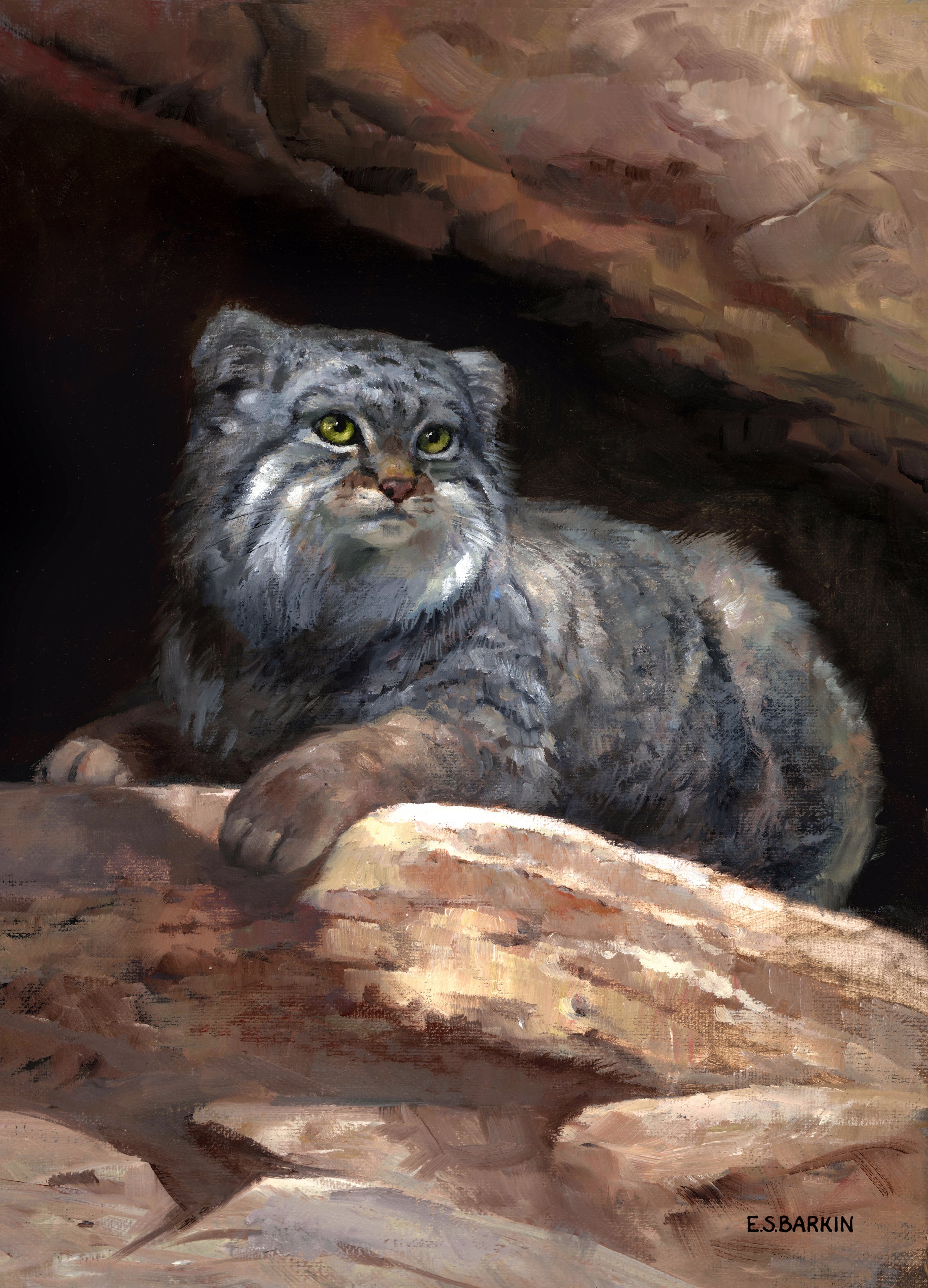 pallas cat final final final maybe srgb.jpg