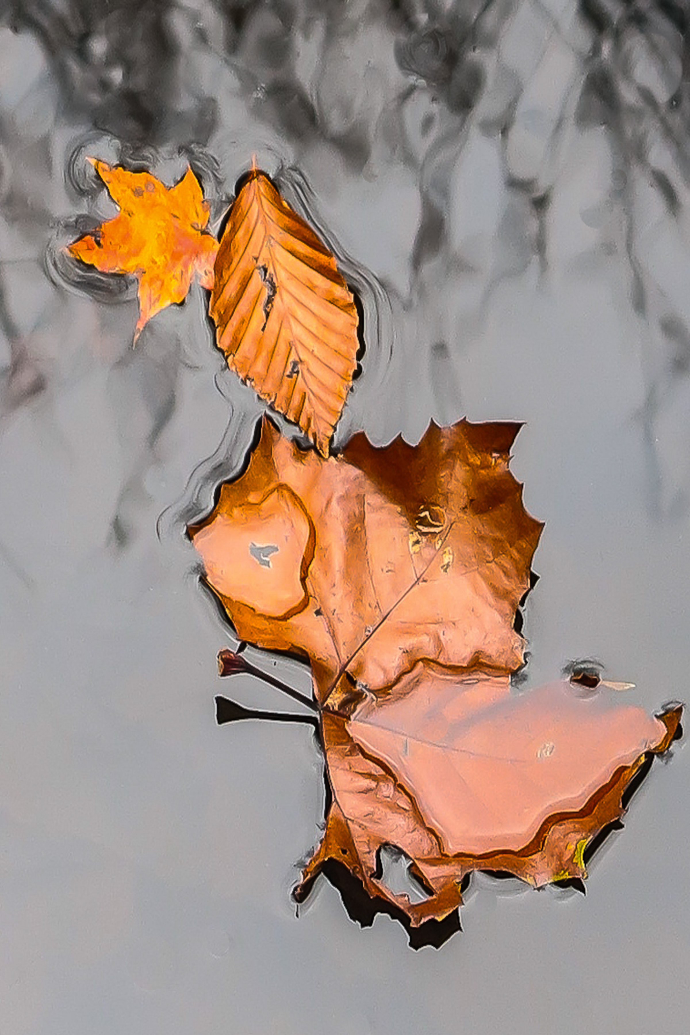 Fallen Leaves 1105