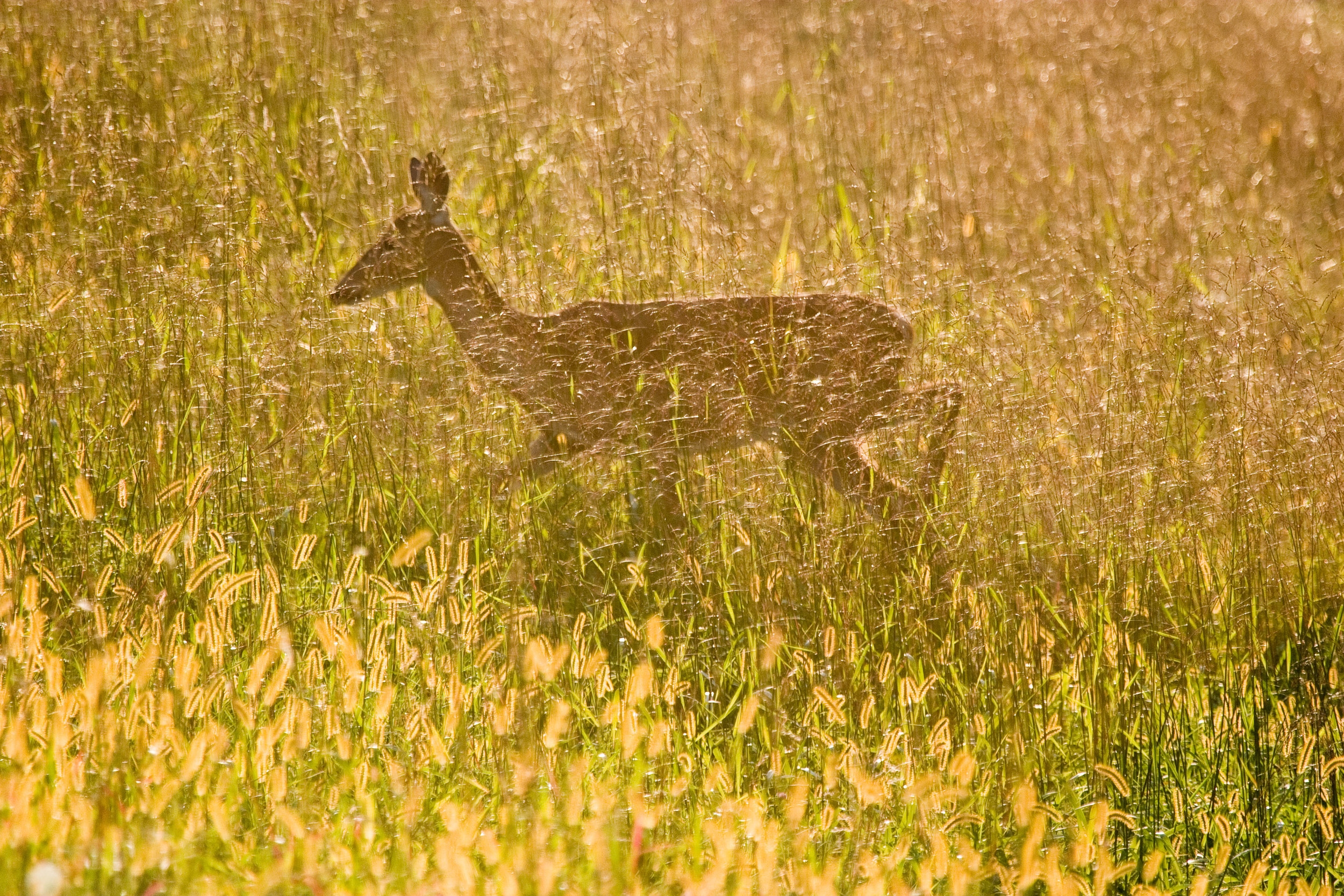 September Deer 1035