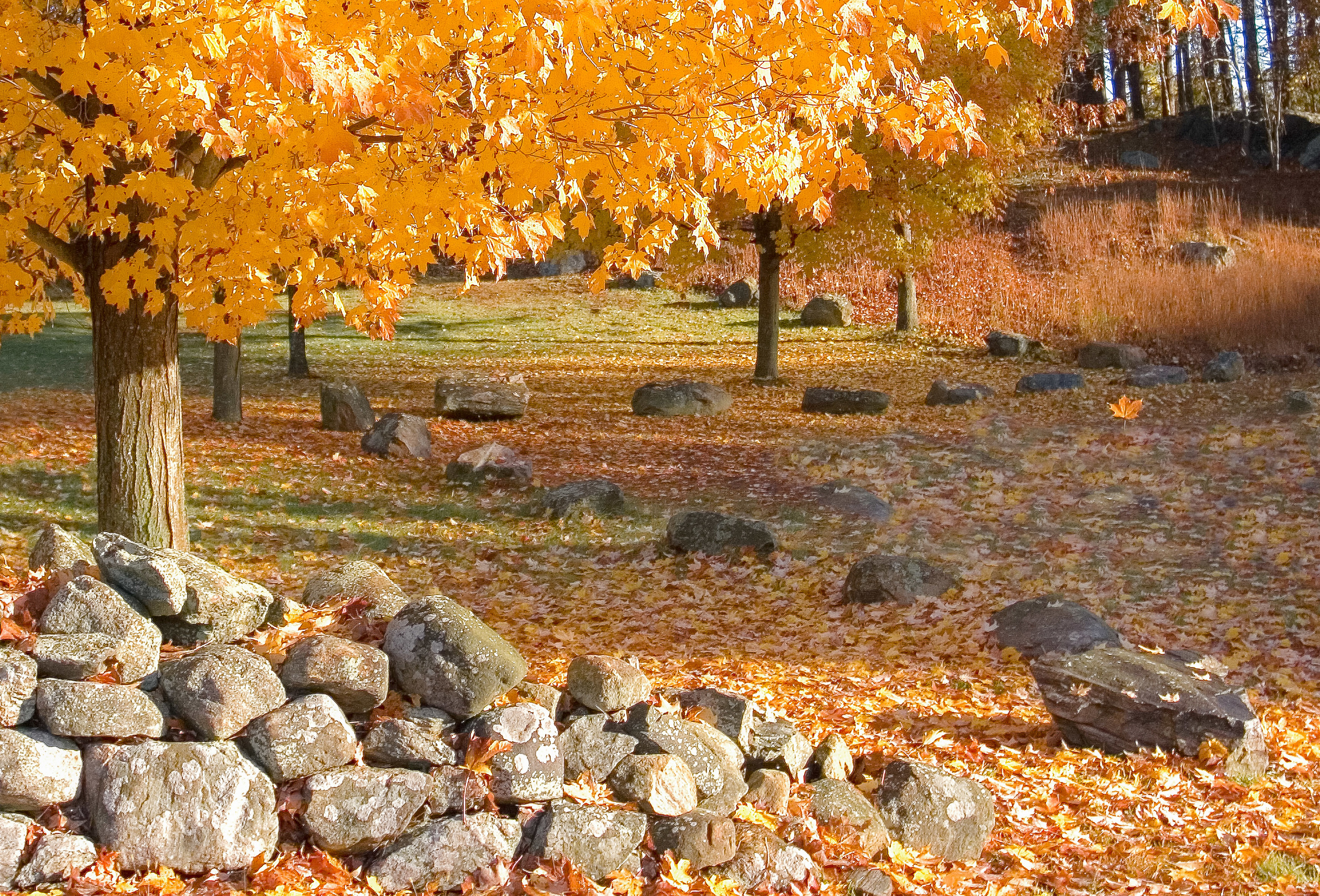 One Leaf Falling 1054