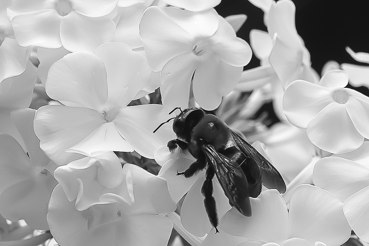 Bee in the Phlox 1124