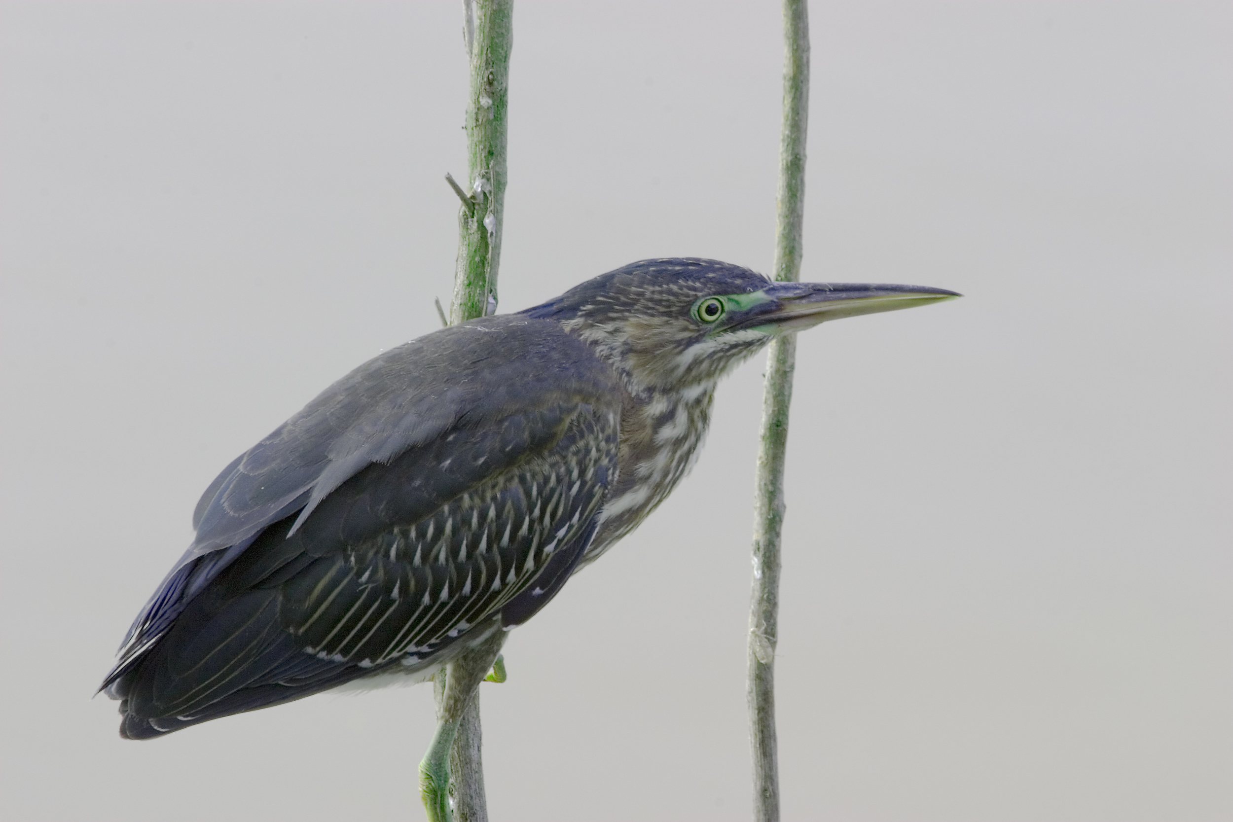 Night Heron1075