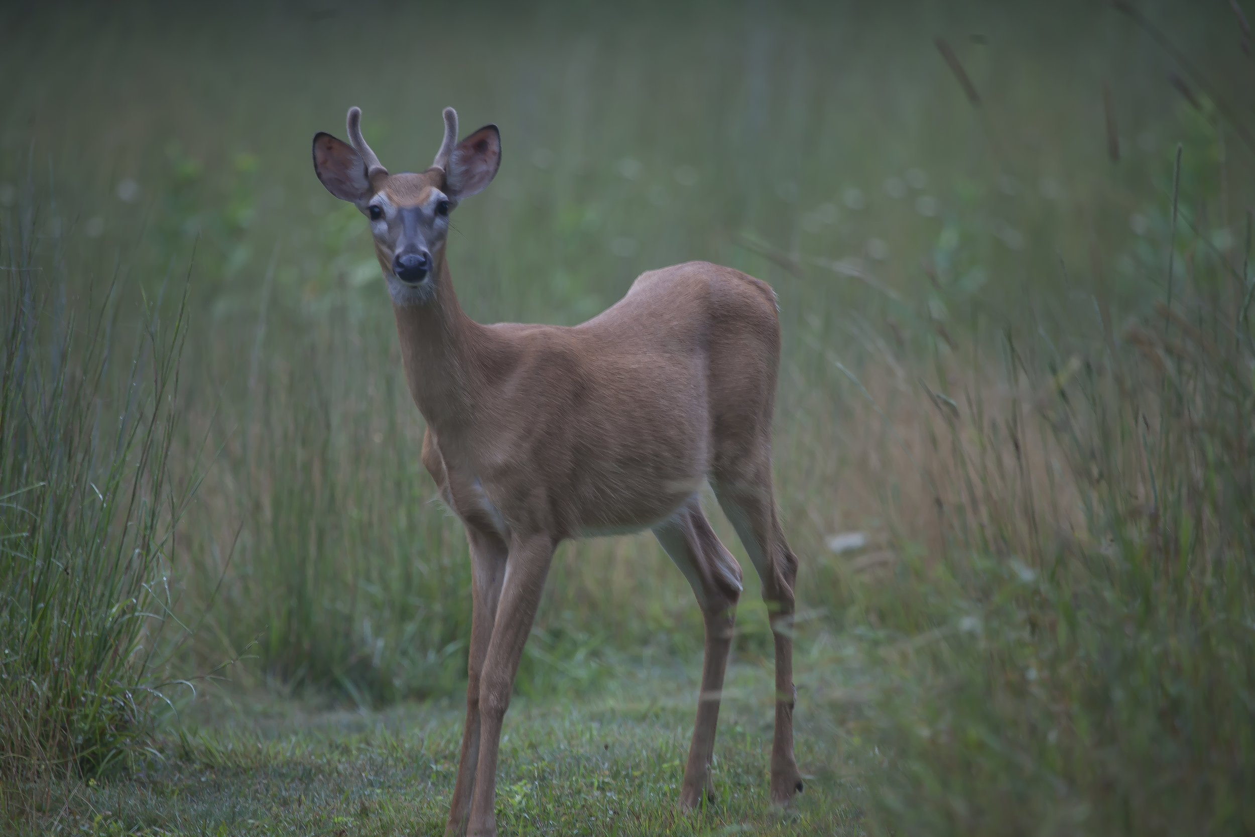 Staring Deer 1145