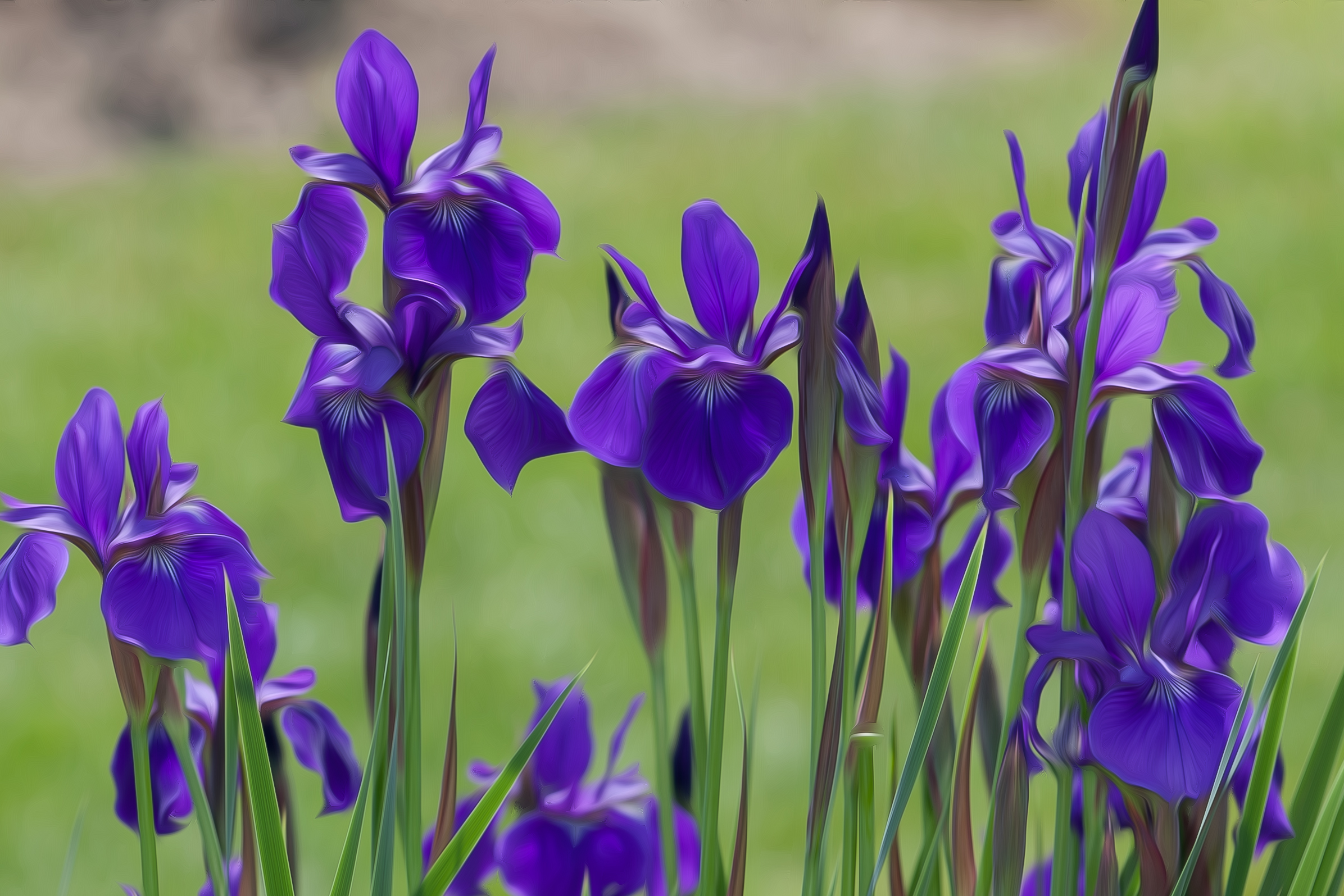Arrogant Irises 1109