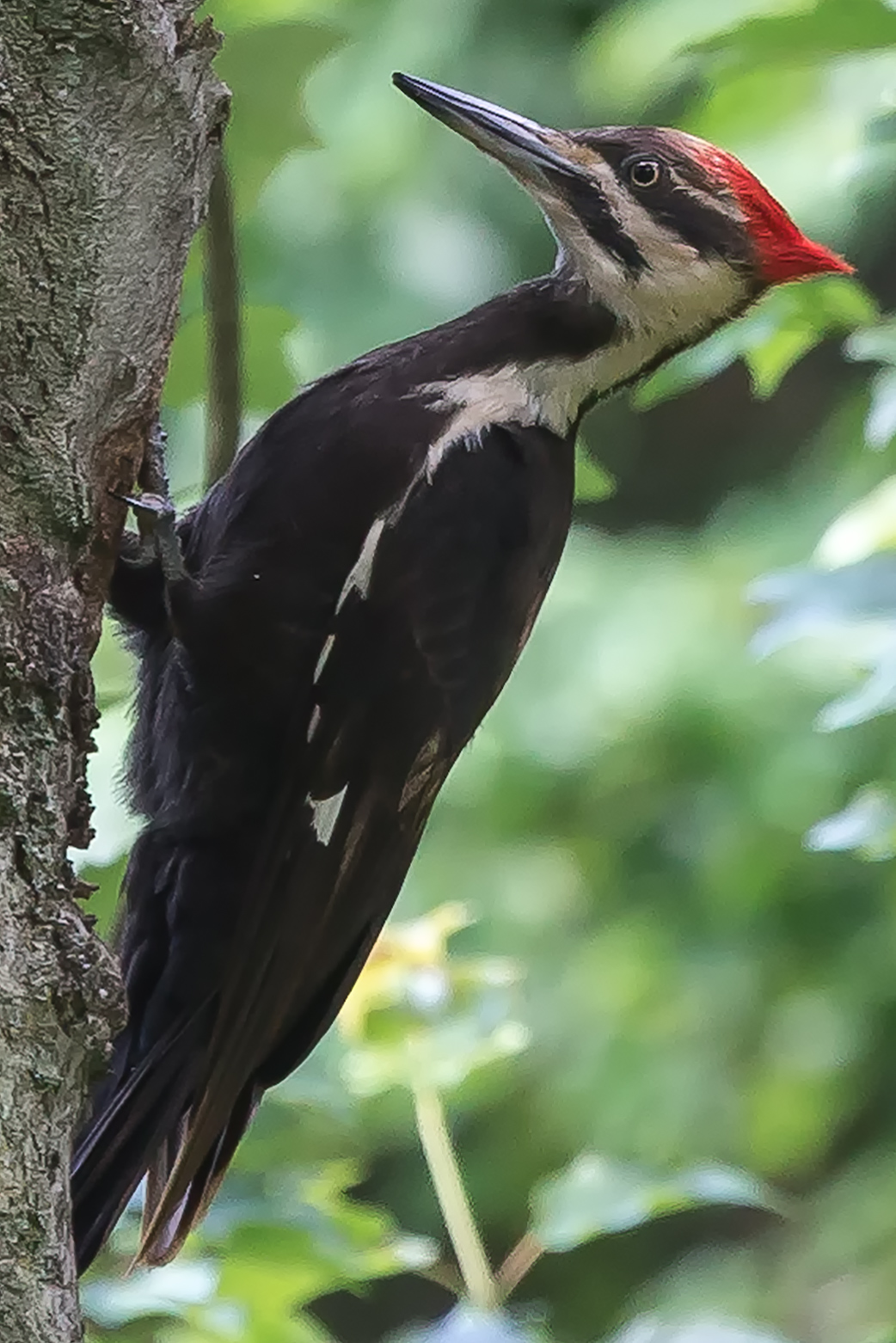 Pileated Woodpecker 1135