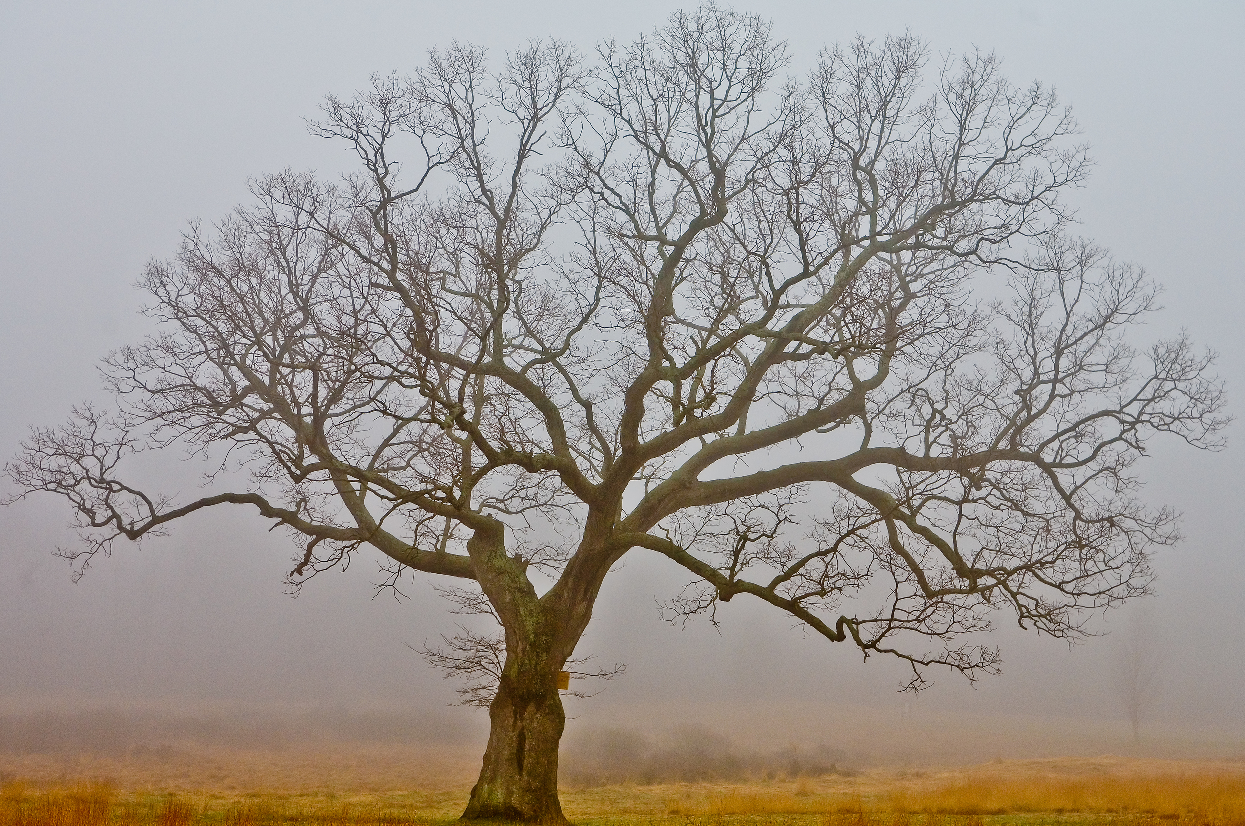 Timeless.  The Lone Tree 1010