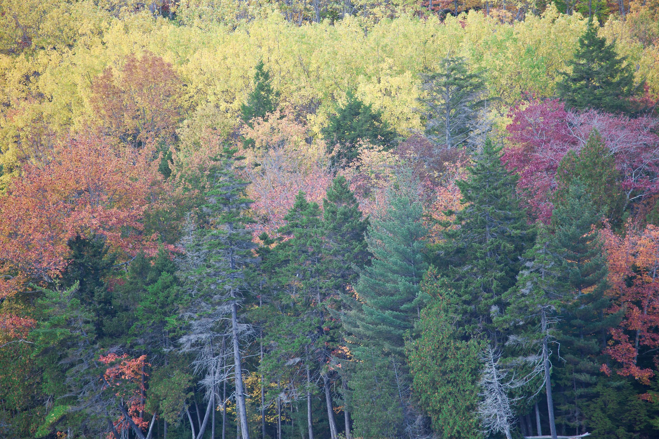 Long Pond Color 1004