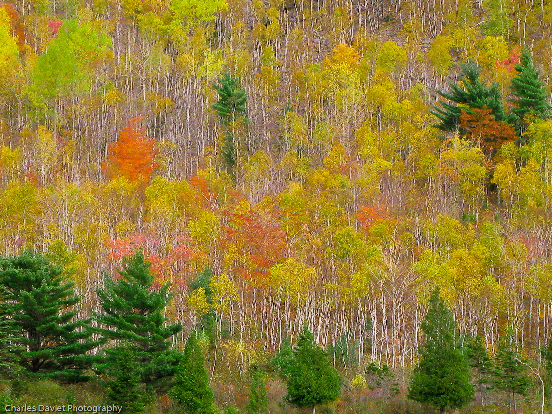 White Birches 1157