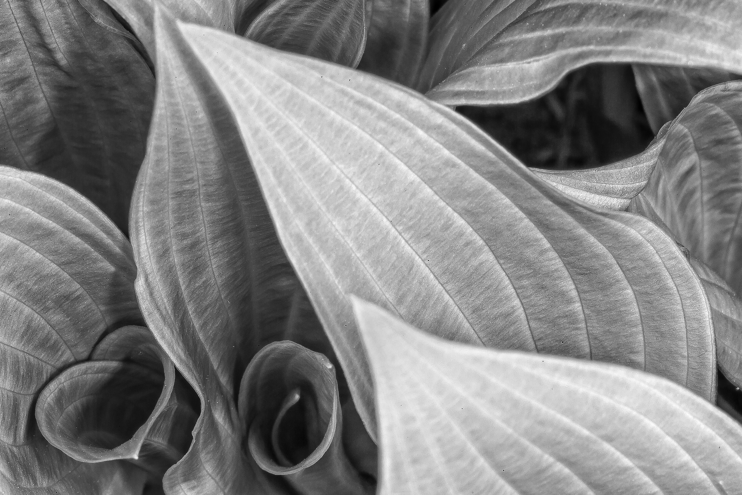 Hosta Lines 1181