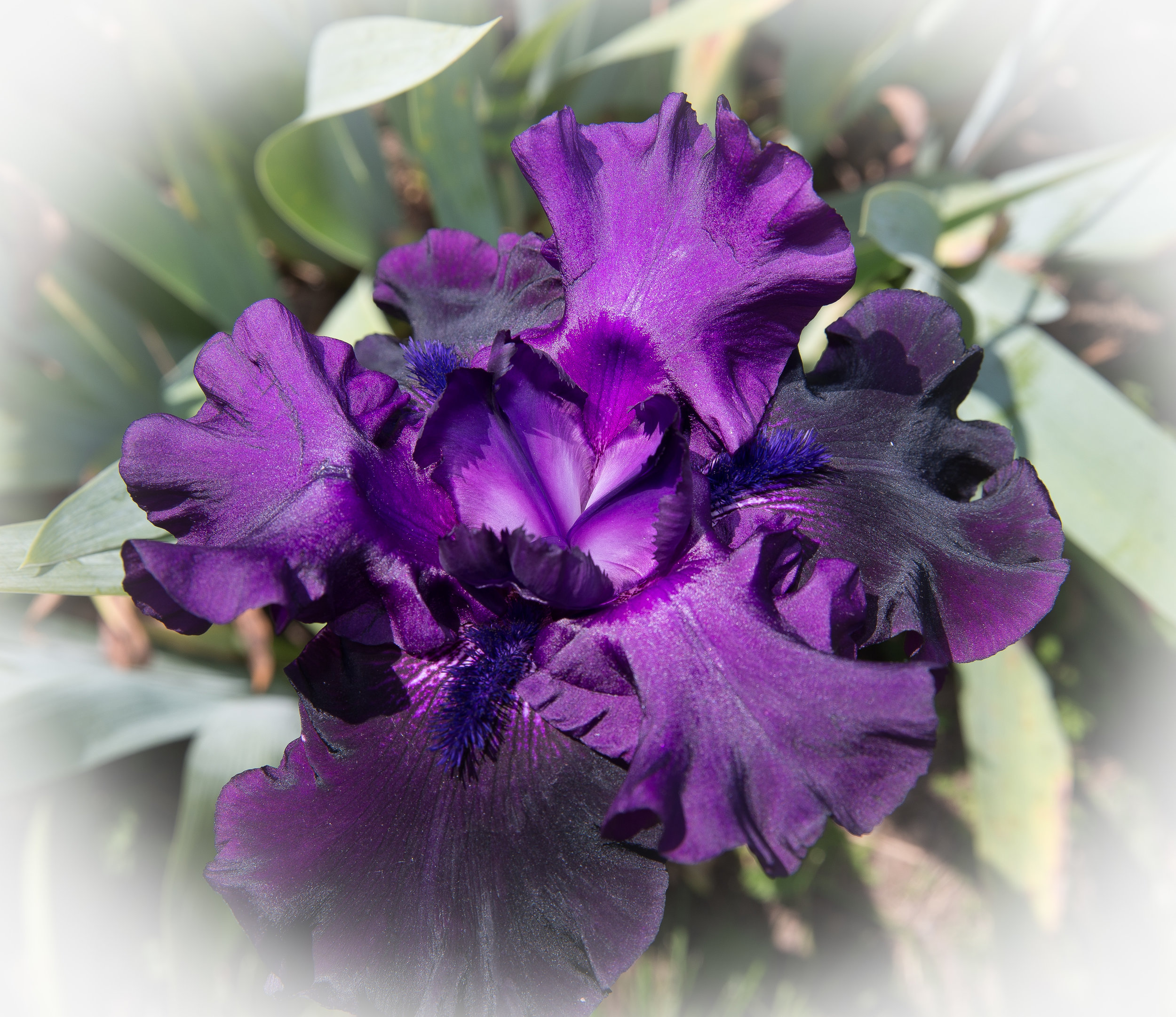 Presby Iris # 3 1200