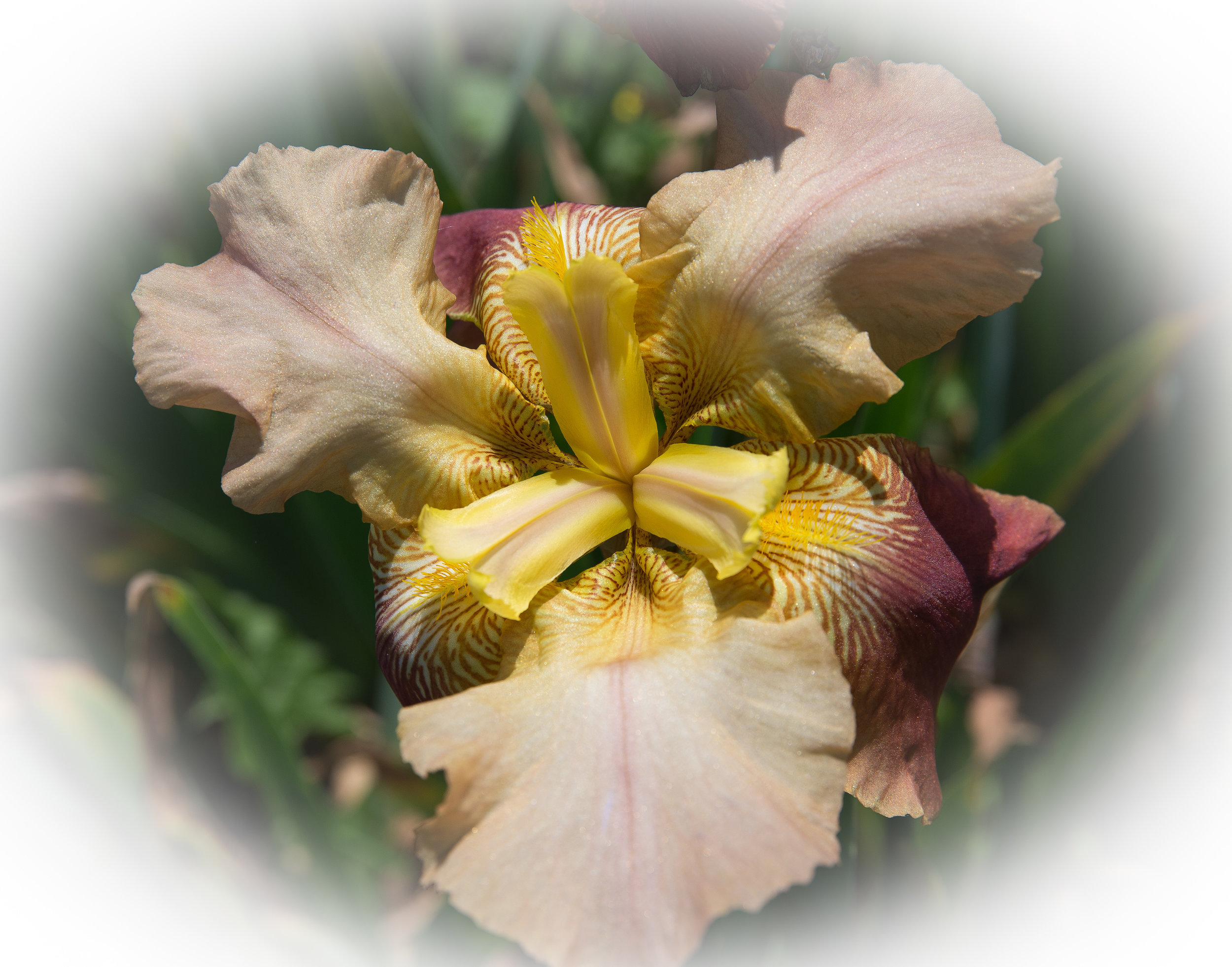 Presby Iris # 4 1201