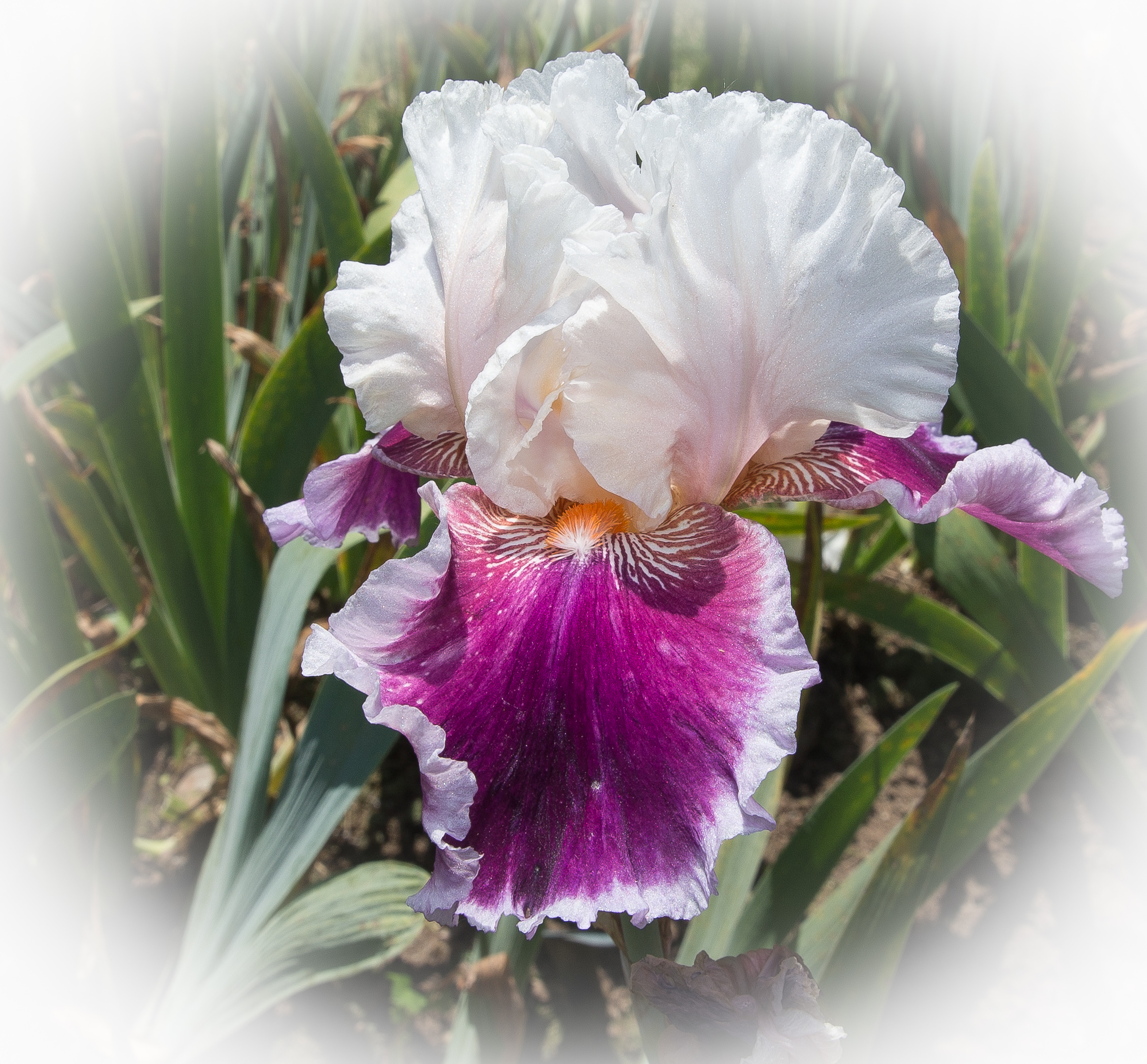 Presby Iris # 1 1198