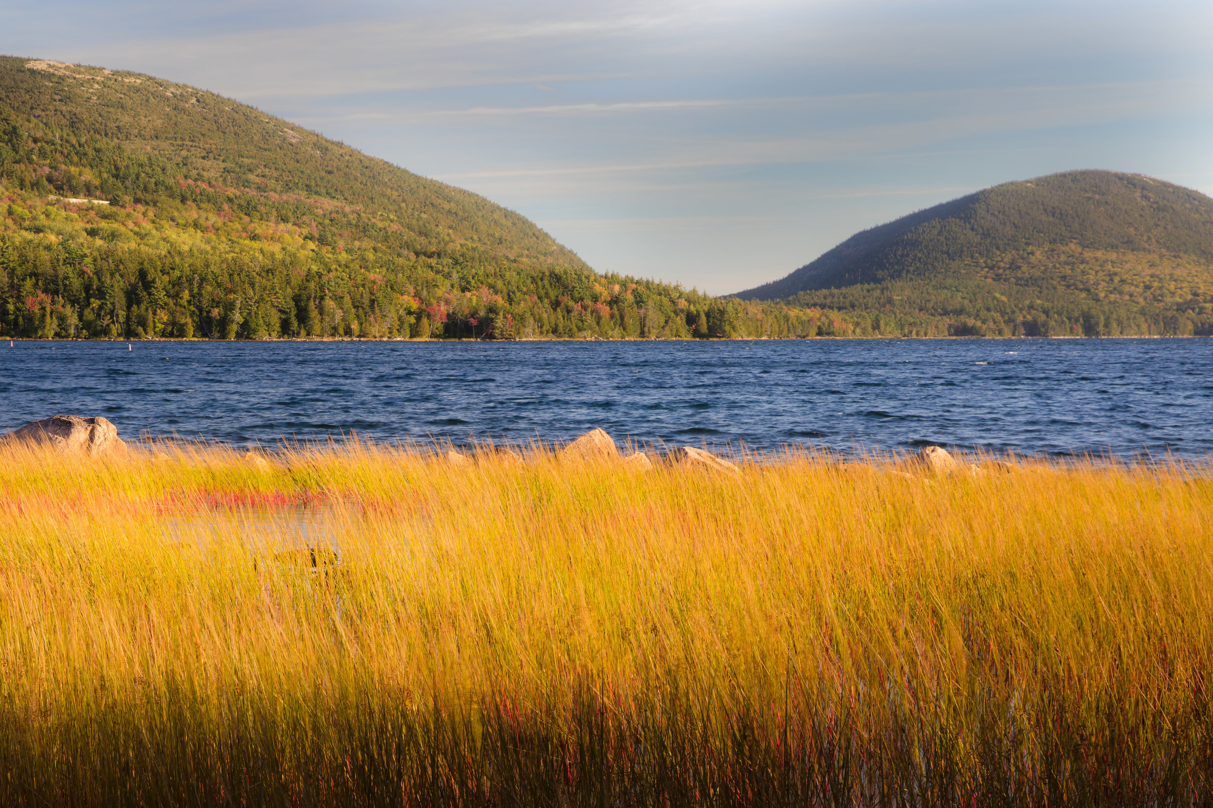 Eagle Lake Reeds