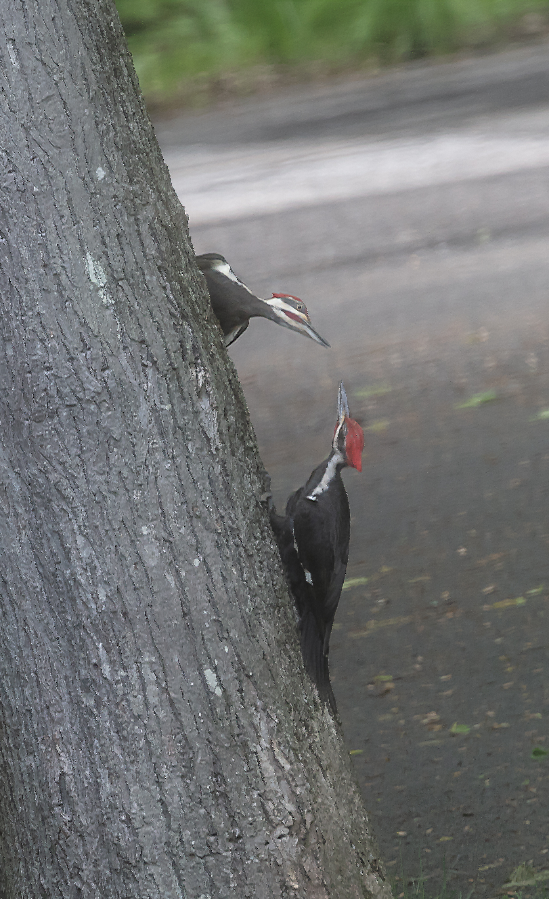 Pileated--2.jpg