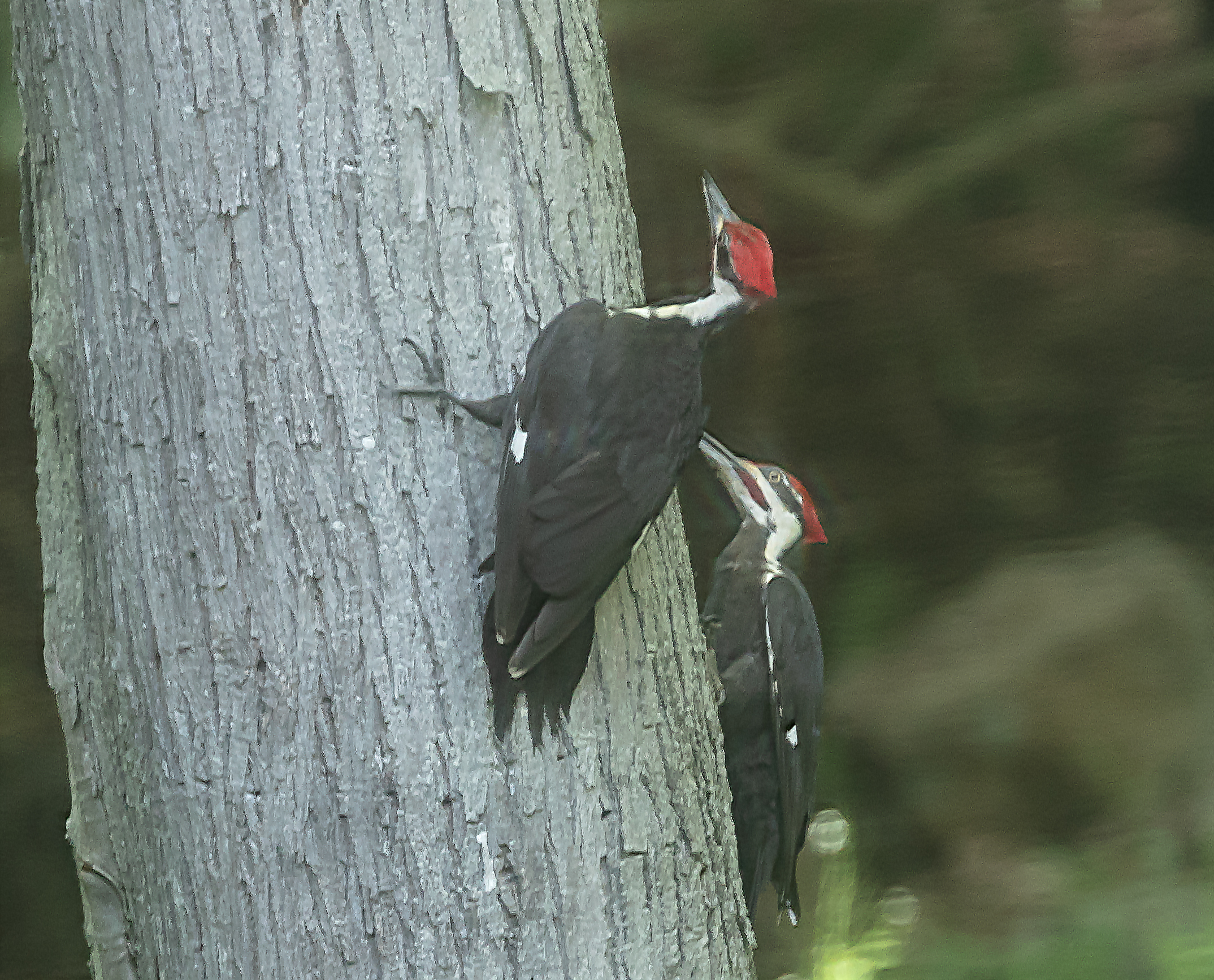 Pileated--3.jpg