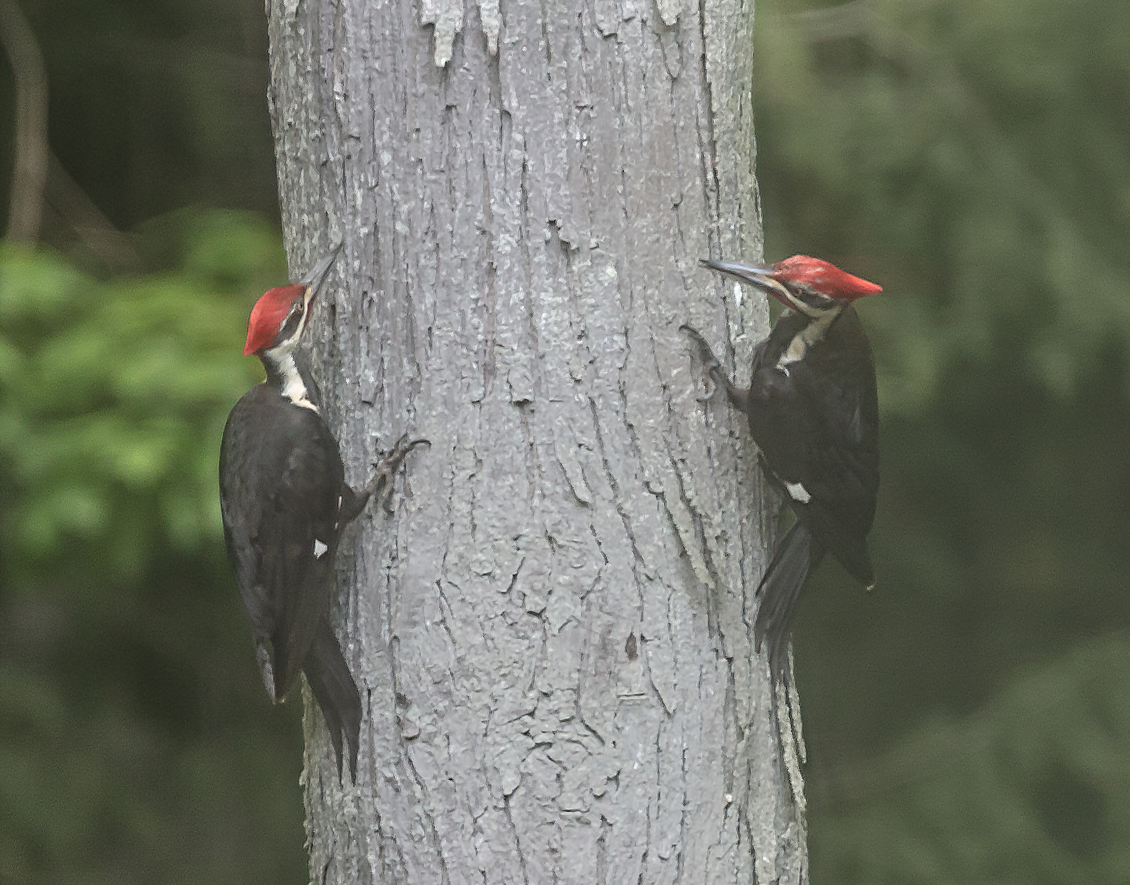 Pileated--9.jpg