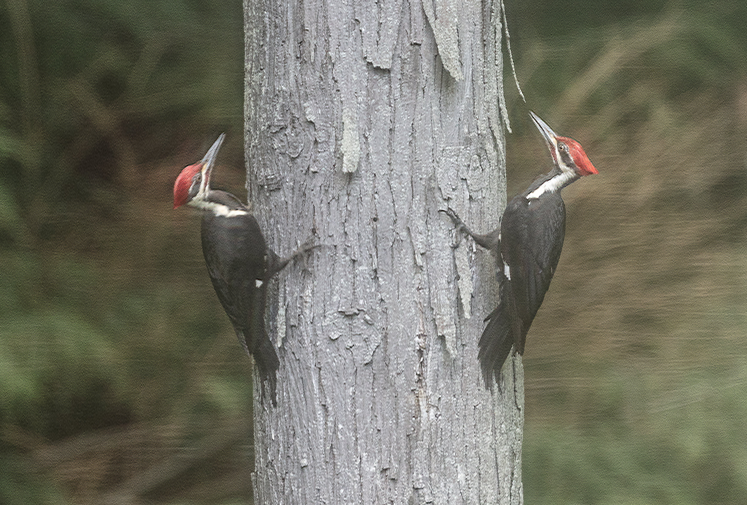 Pileated--10.jpg