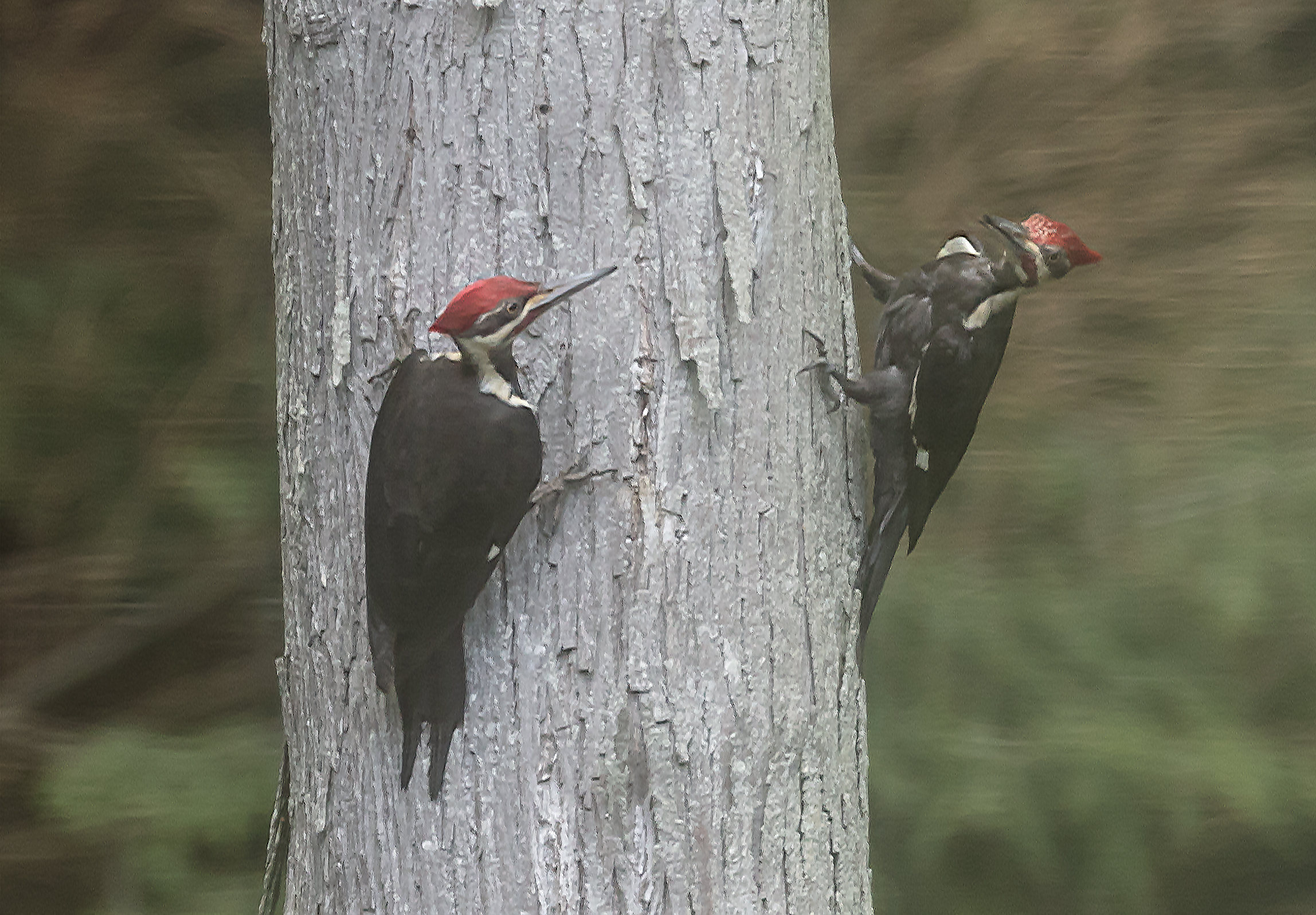 Pileated--11.jpg