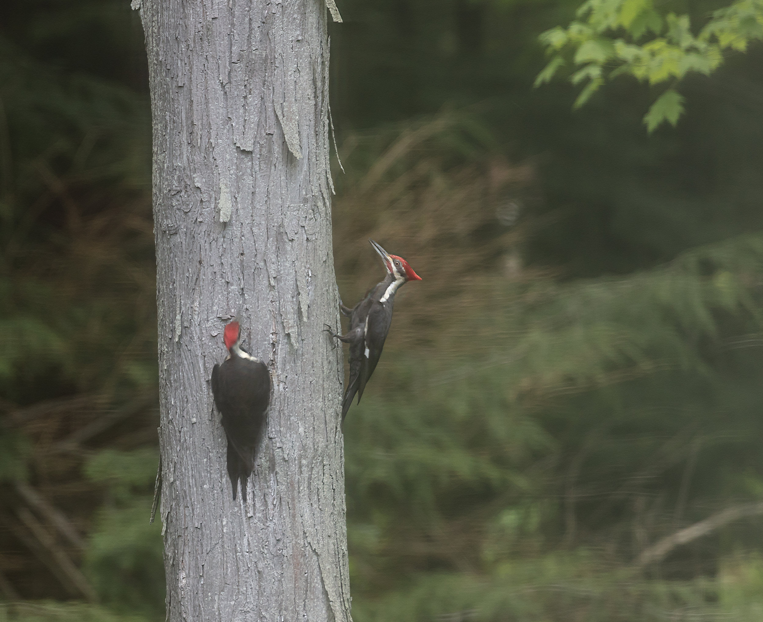 Pileated--12.jpg