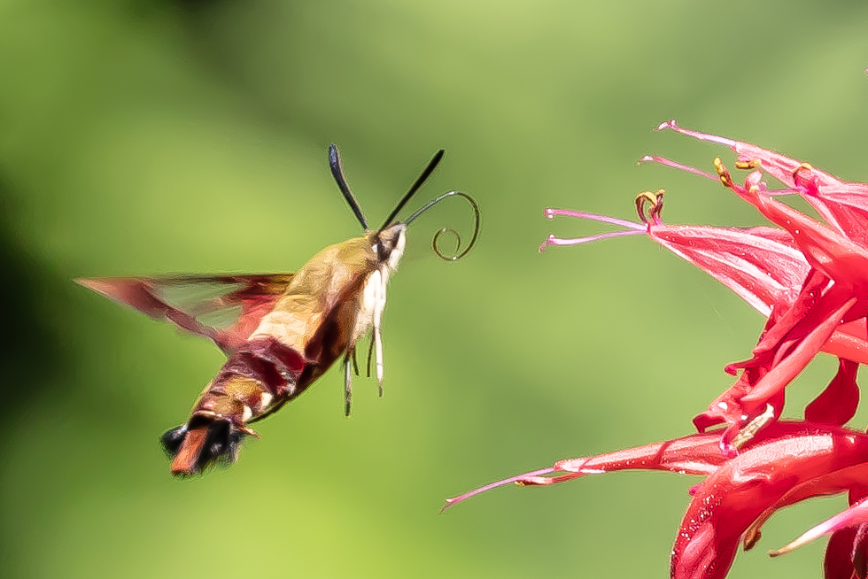 Hummingmoth?