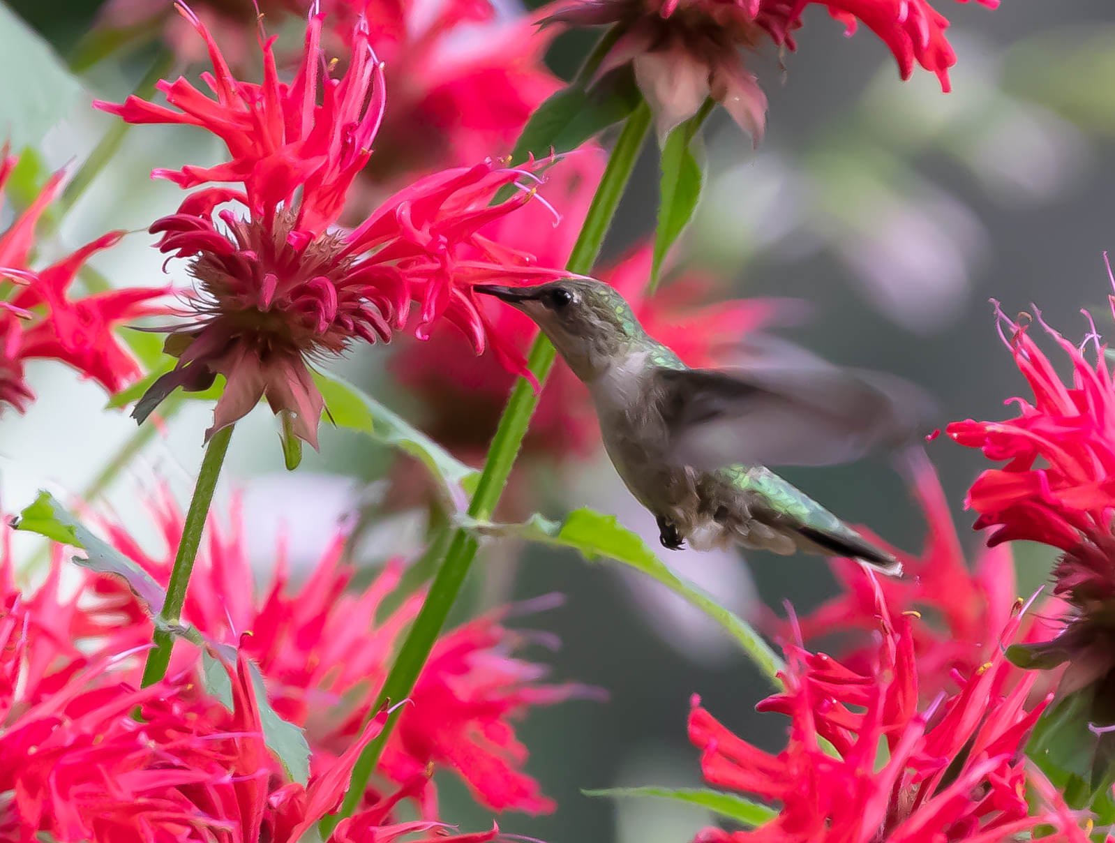 20180713Hummers-1097.jpg