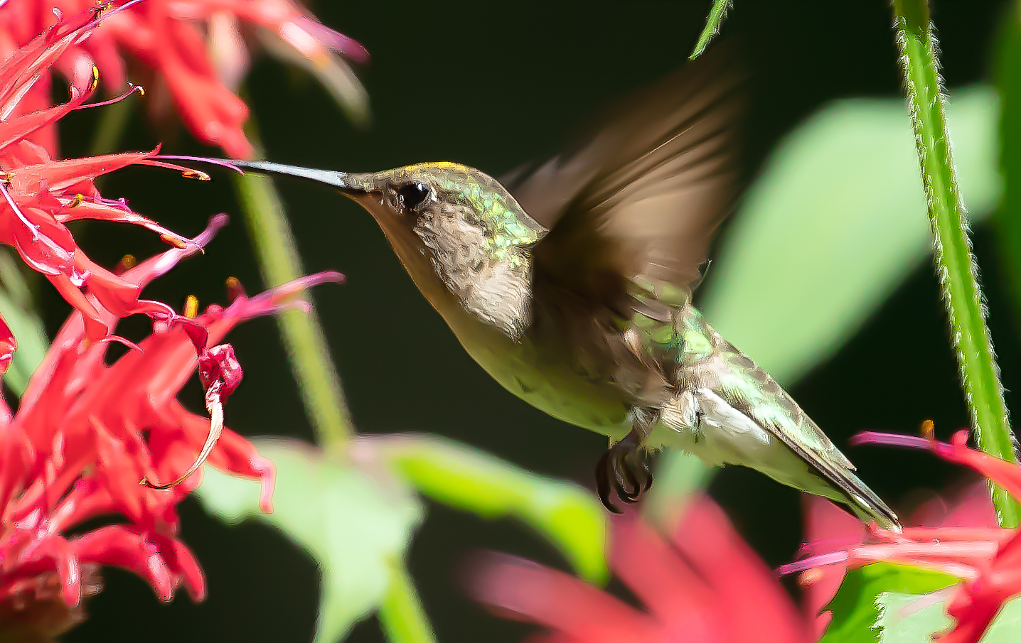 20180714Hummers-1252-Edit.jpg