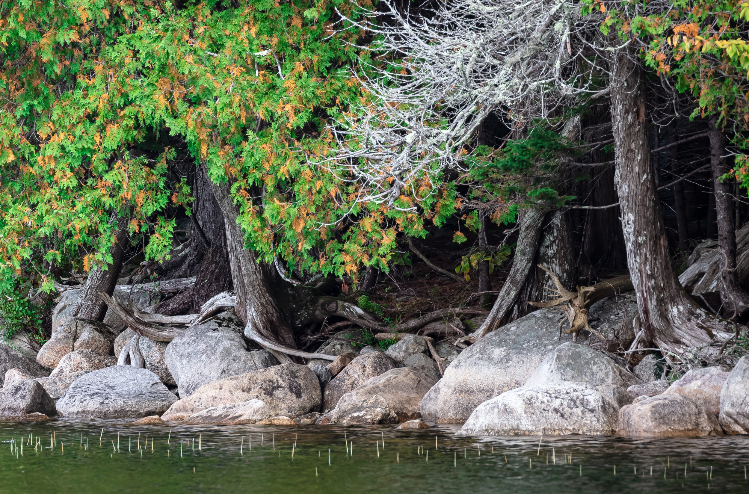 Cedars on Long Pond