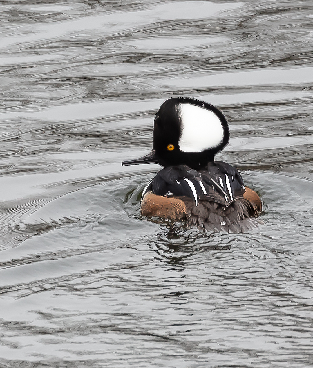 Merganser Moving Away