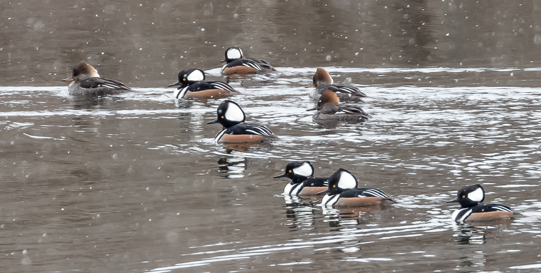 Follow the Leader