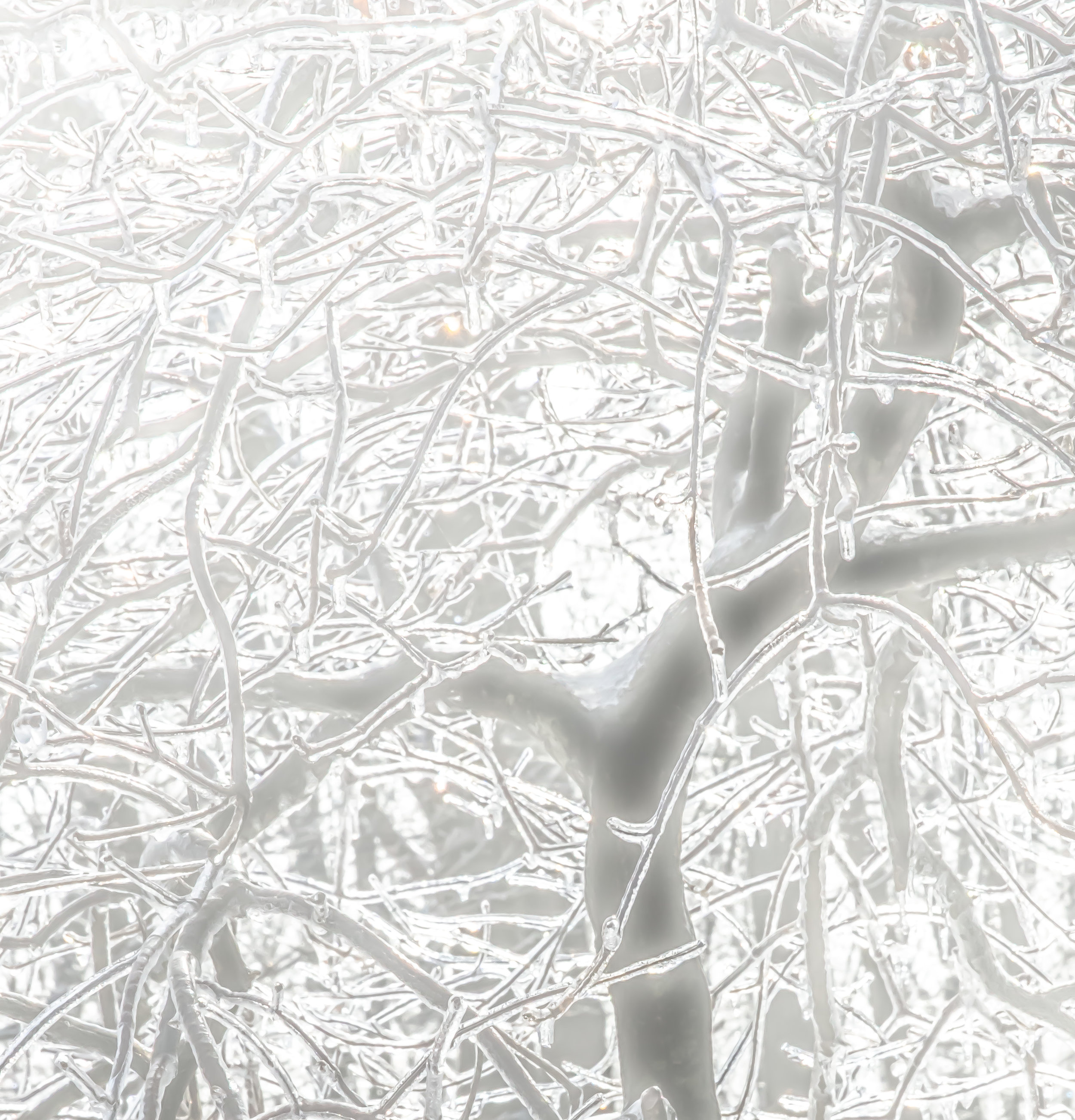 Tree Neurons