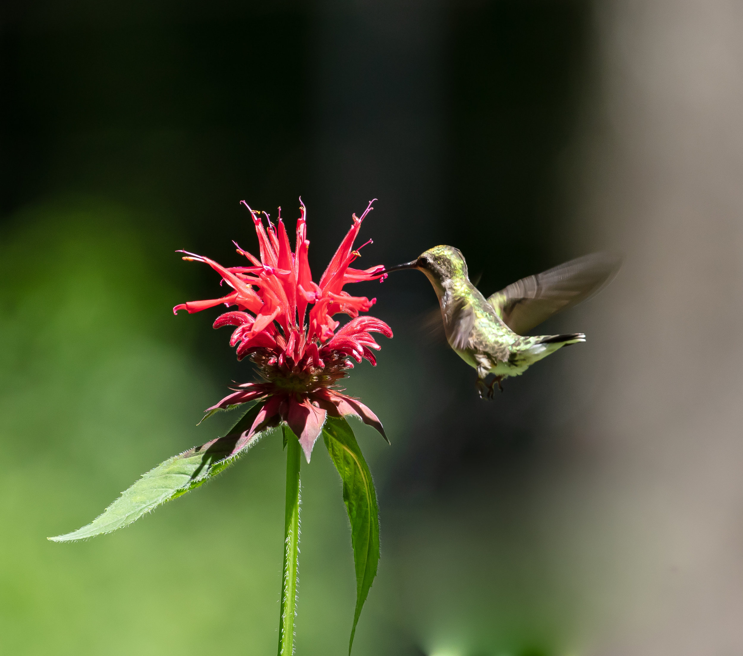 2019 hummer-2260.jpg