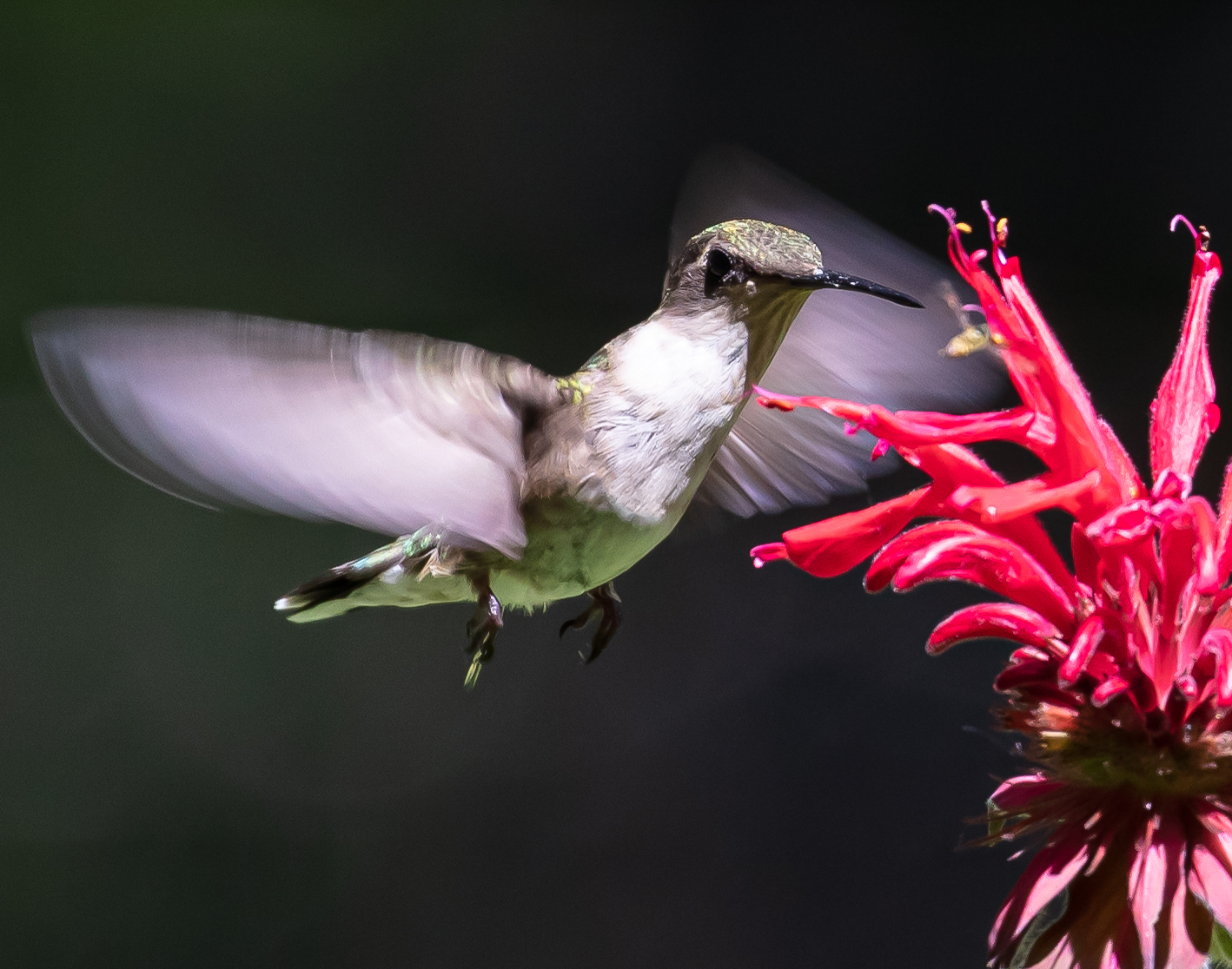 2019 hummer-2213.jpg