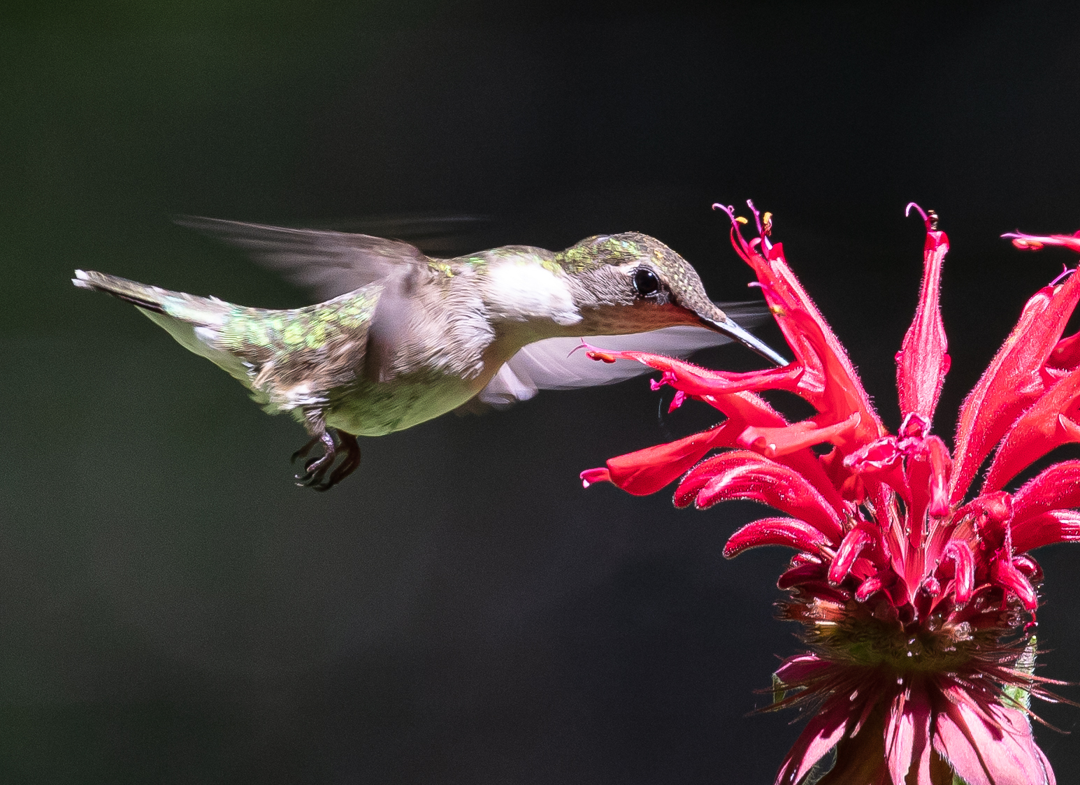 2019 hummer-2214.jpg