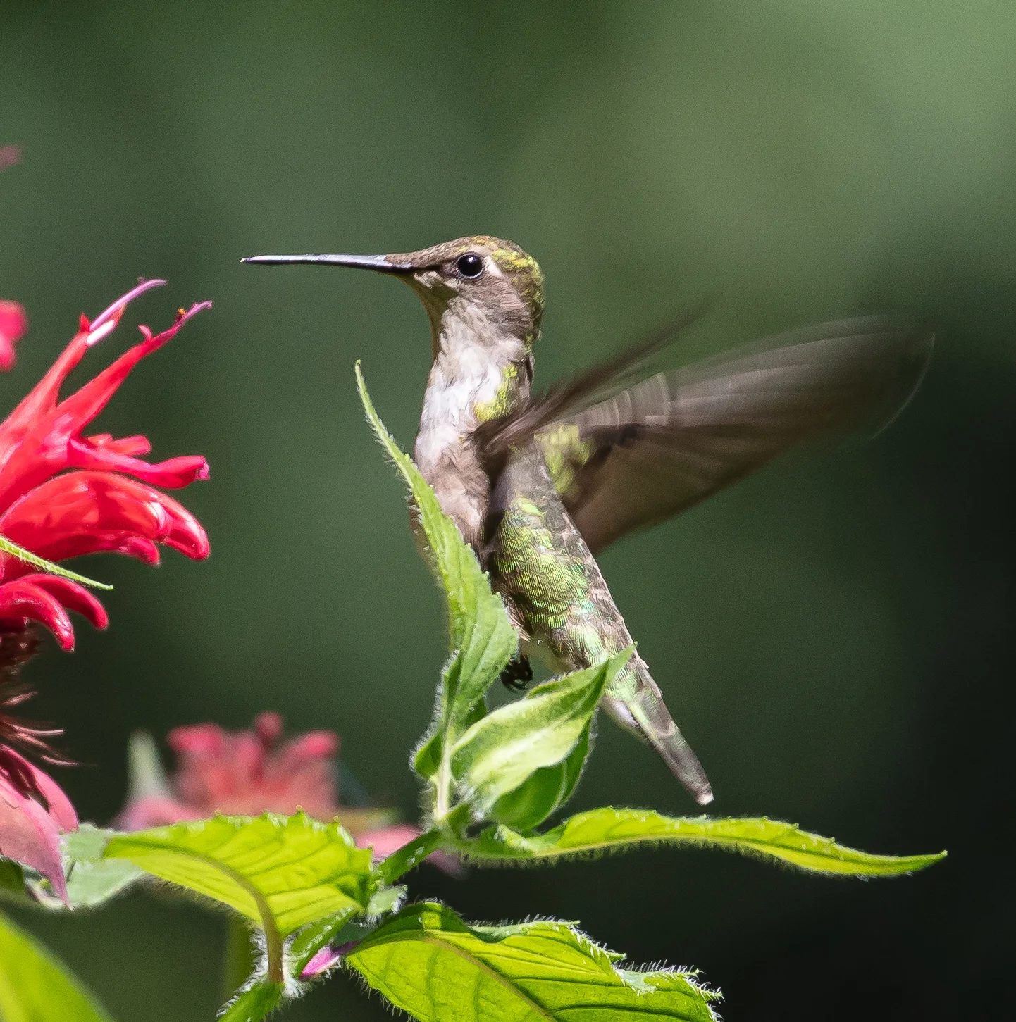 2019 hummer-2197.jpg