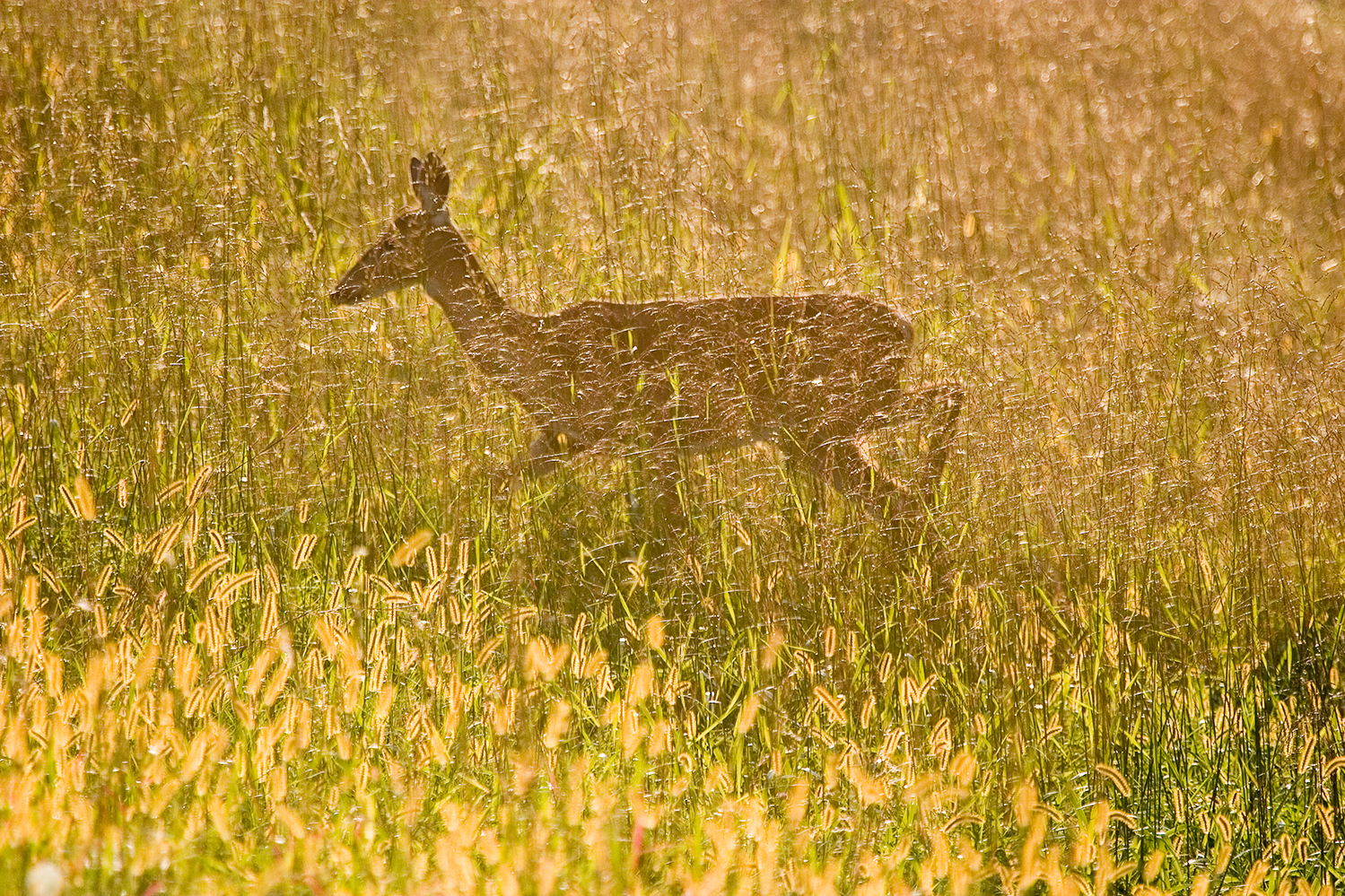 SEPTEMBER DEER