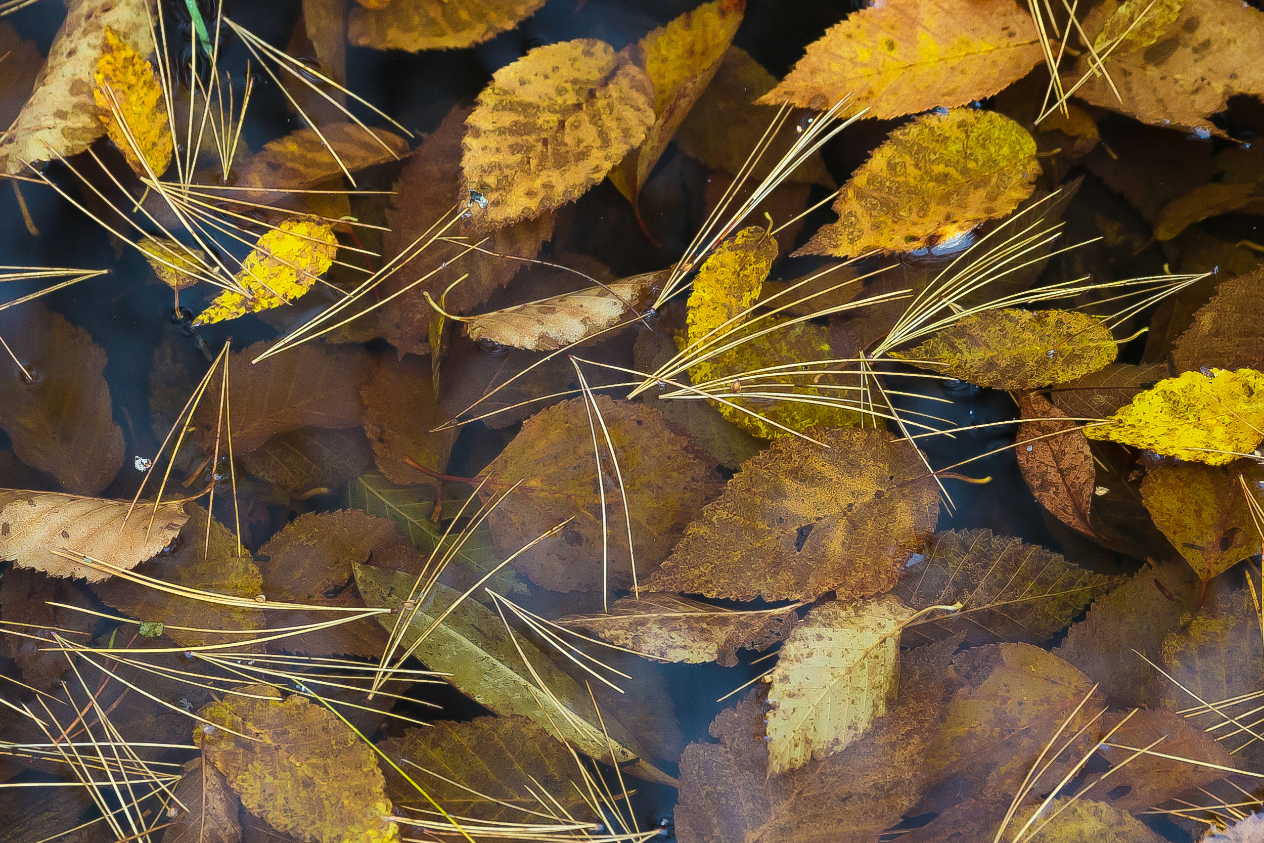 LEAVES AND NEEDLES