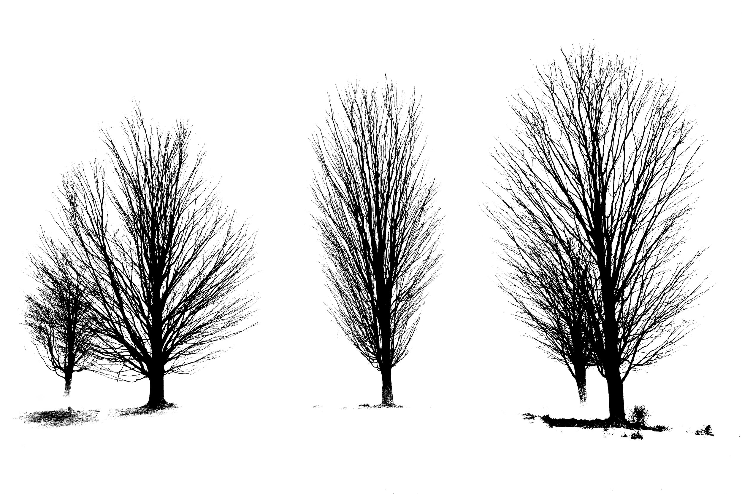 TREES IN INK