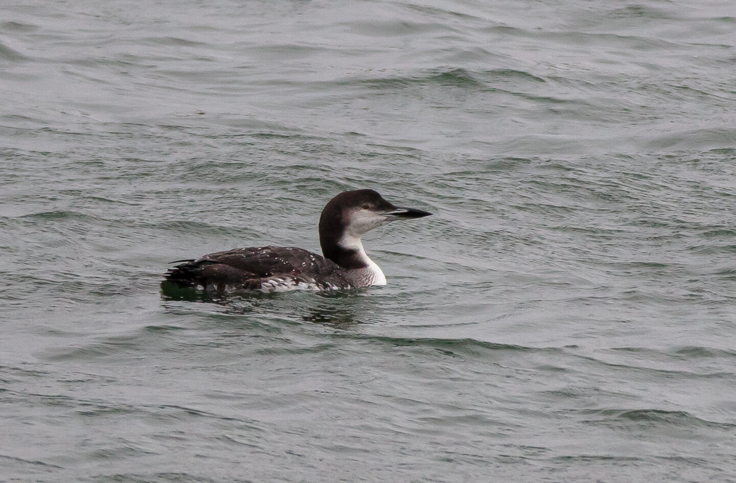 Common Loon