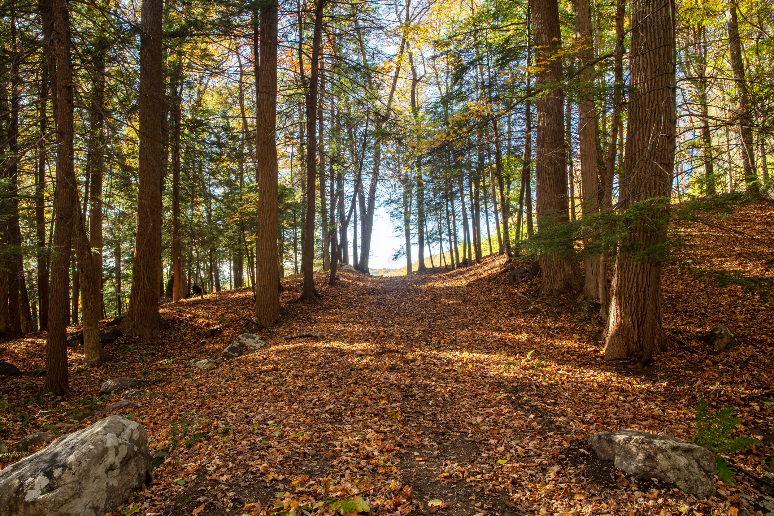 Fall Path