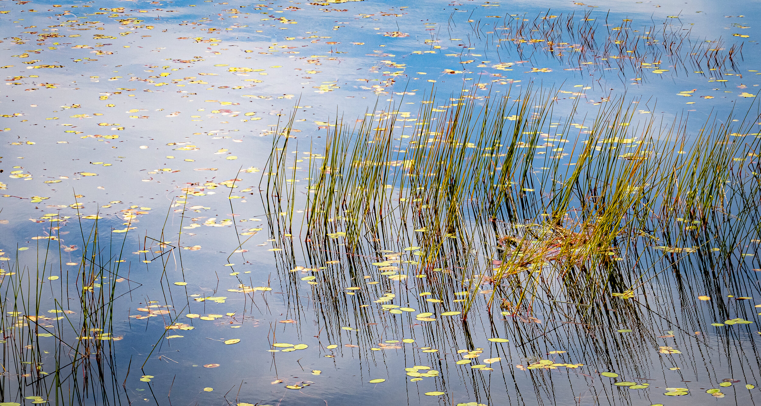 WITCH'S POND REFLECTIONS