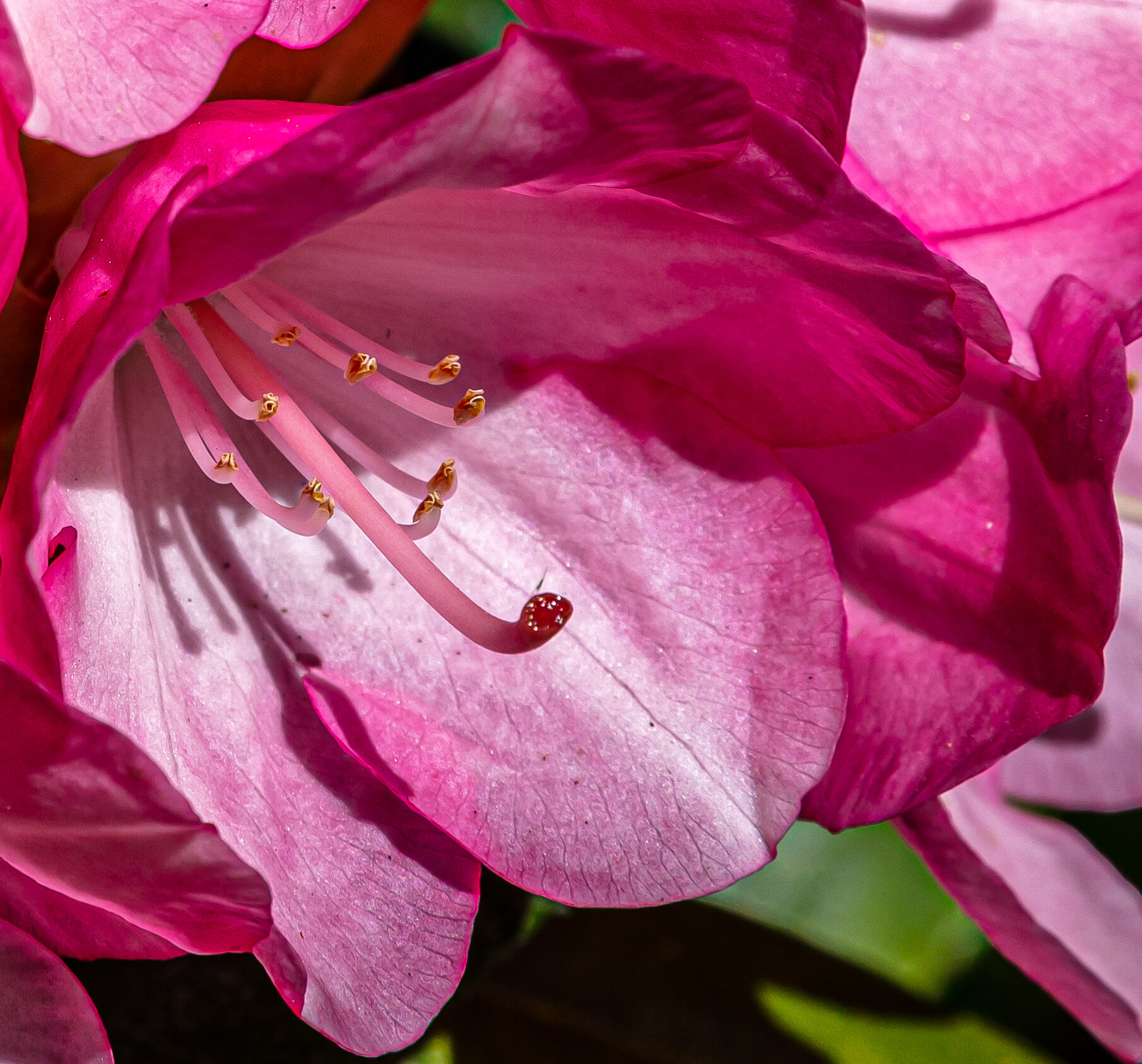 RHODY DETAIL