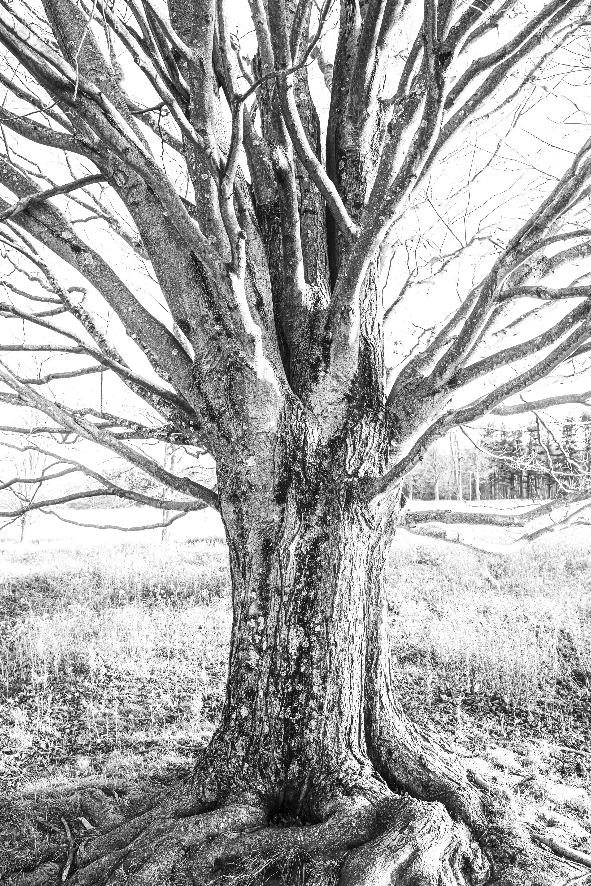Great Meadow Tree  2006