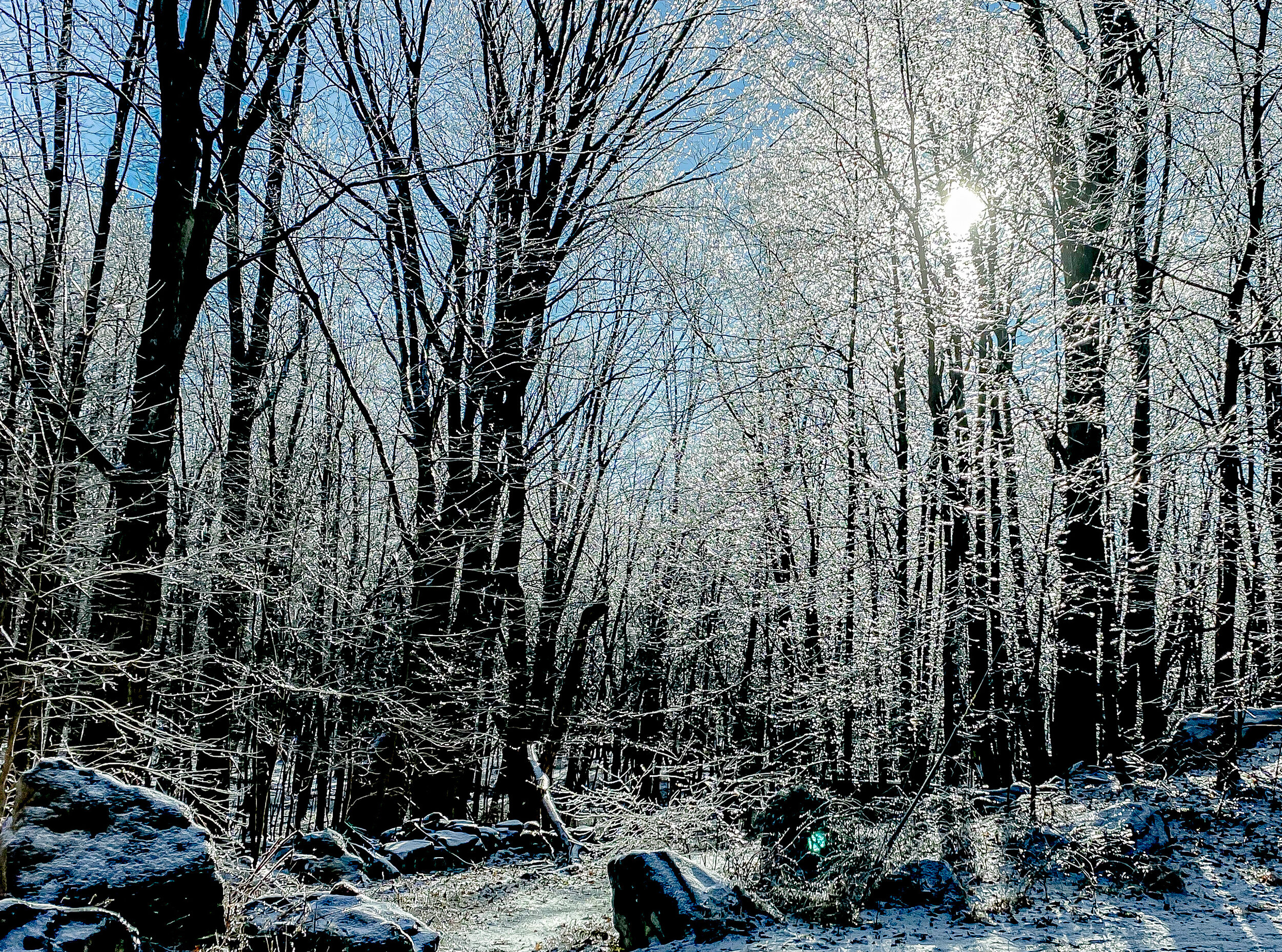 Iced Forest