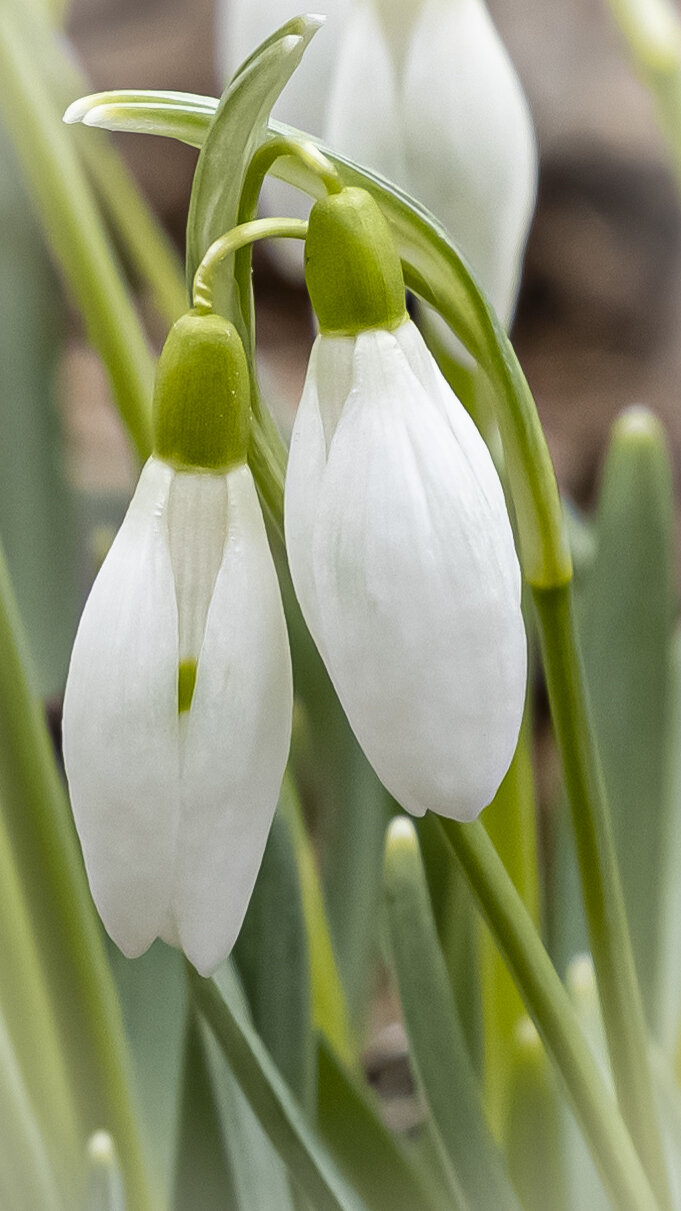 snowdrops.jpg