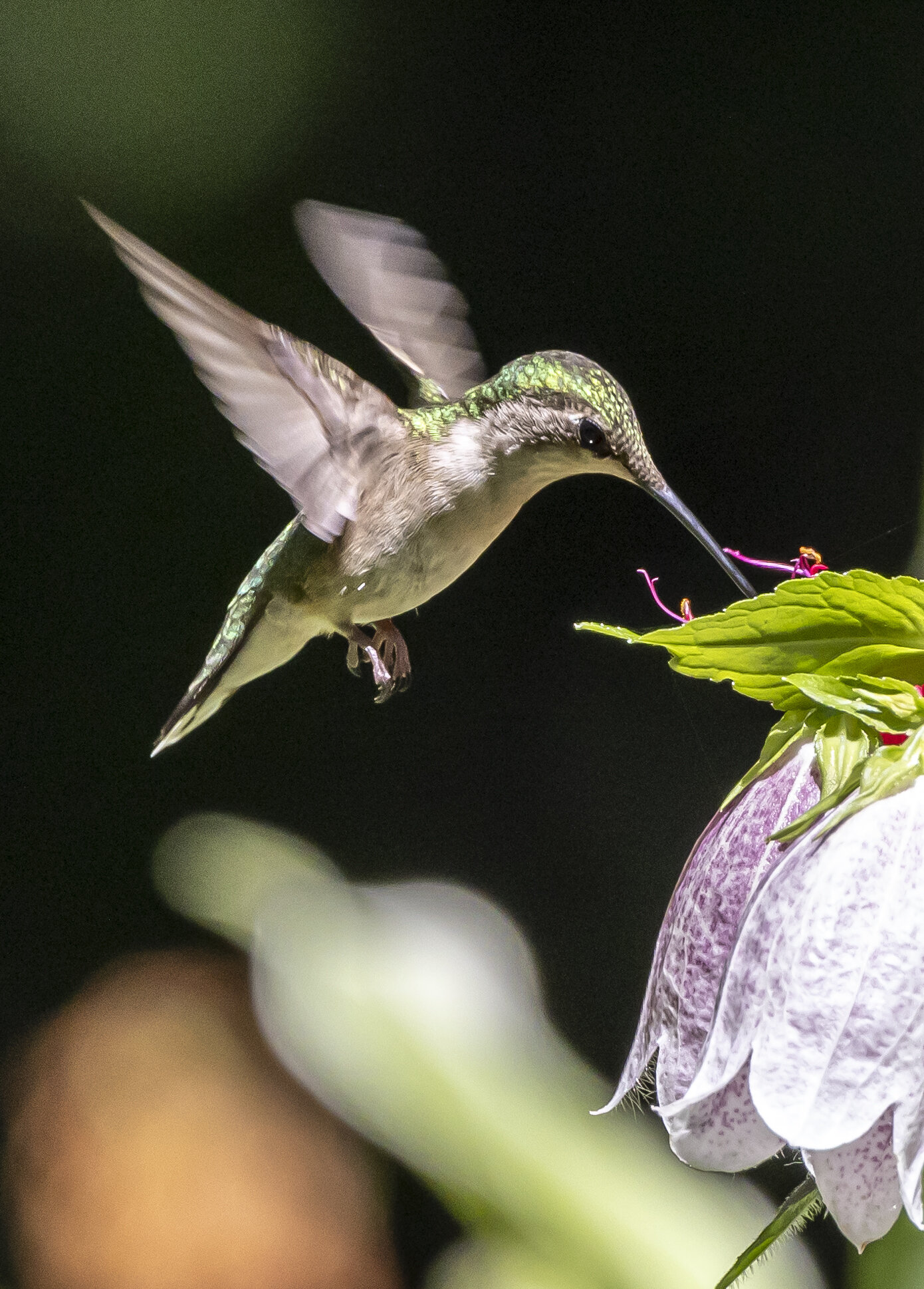 2021 hummers-1321.jpg