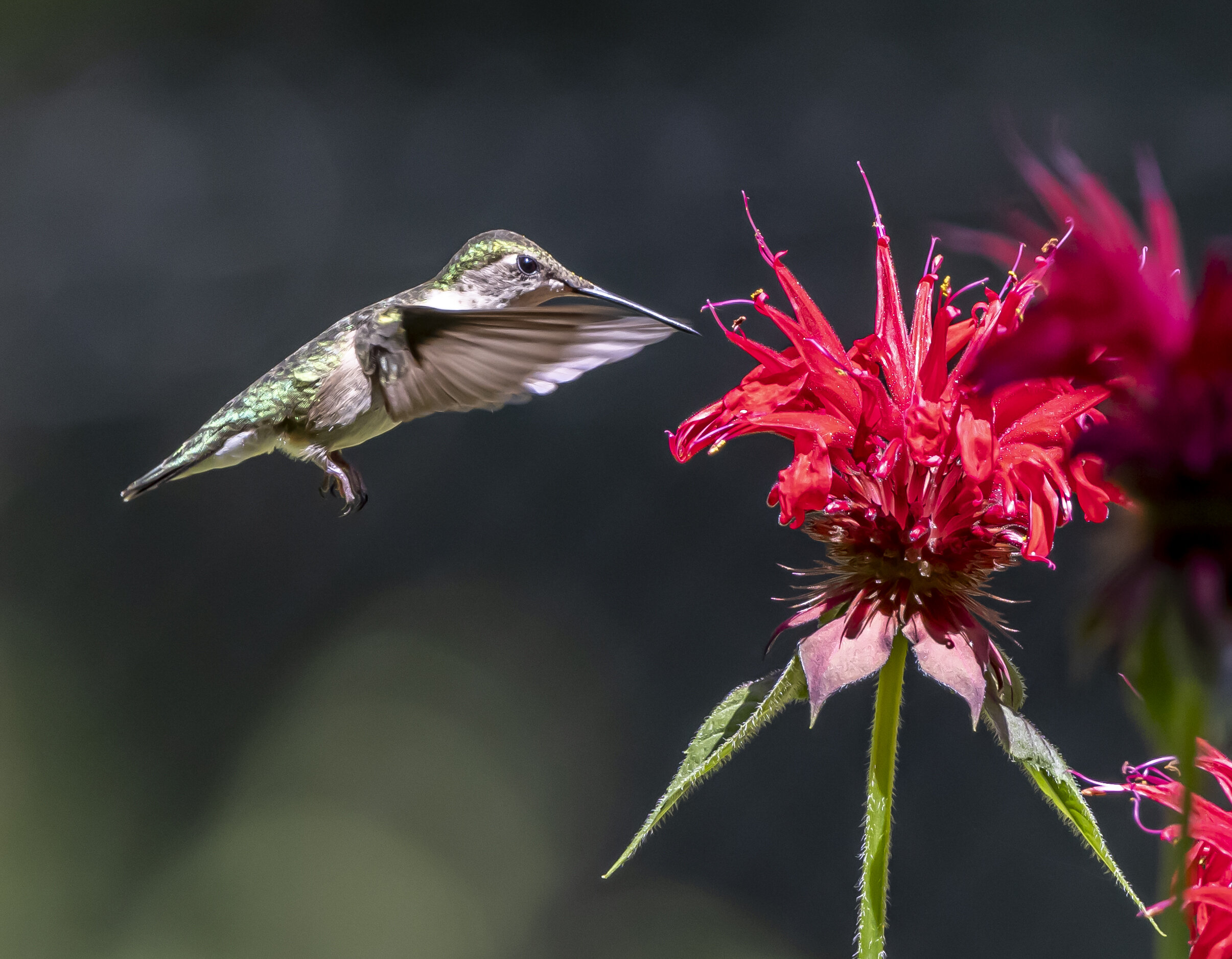 2021 hummers-1361.jpg