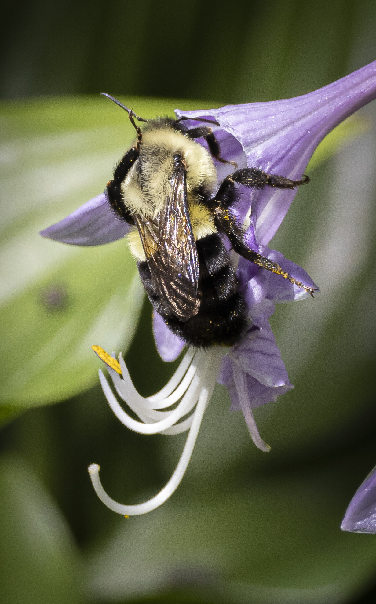 Bees-1557-2.jpg
