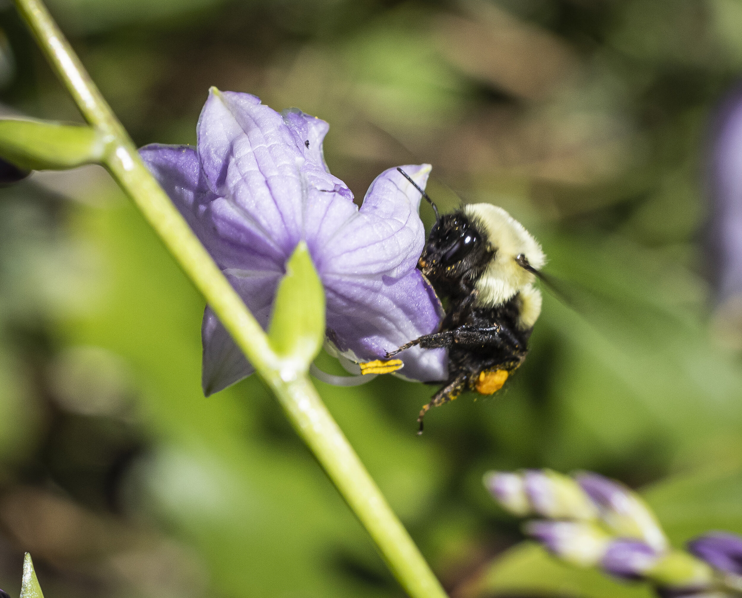 Bees-1516.jpg