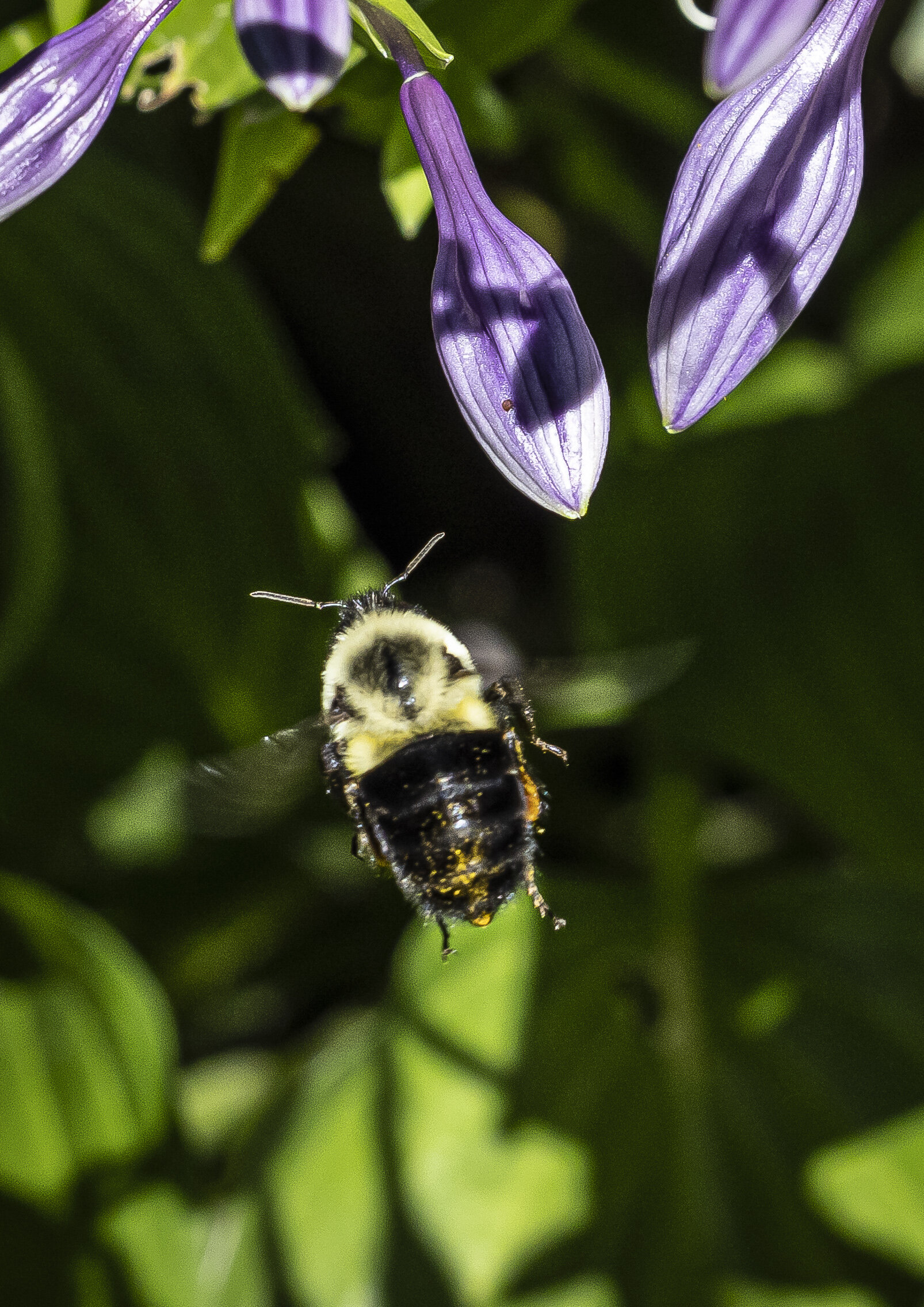 Bees-1511.jpg