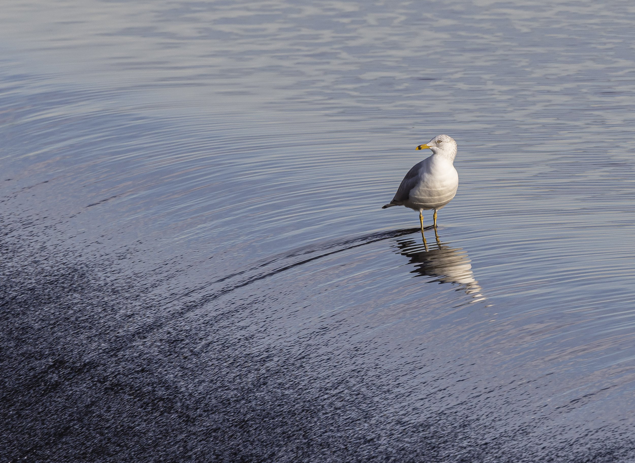 Water Walker (Seagull)